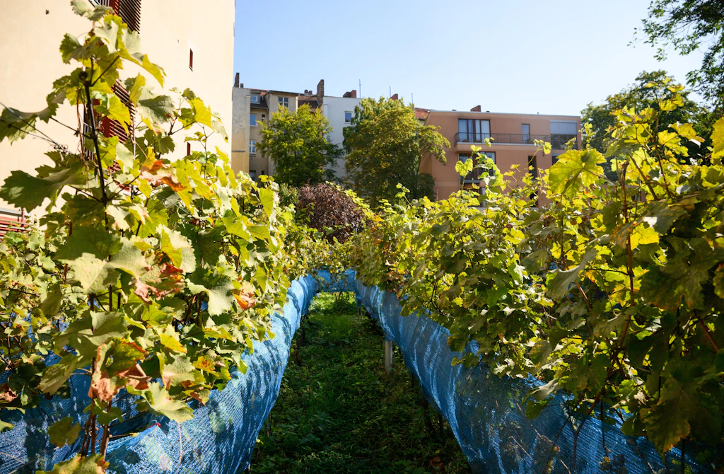 Prösterchen! Weinlese in Berlin in vollem Gange