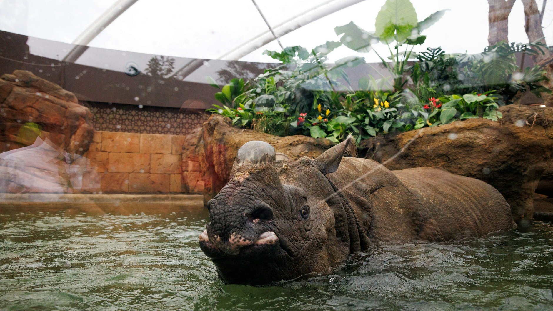 Die Pagode verfügt auch über ein Wasserbecken für die Nashörner. Durch eine Glasscheibe kann man sie hier aus der Nähe beobachten.