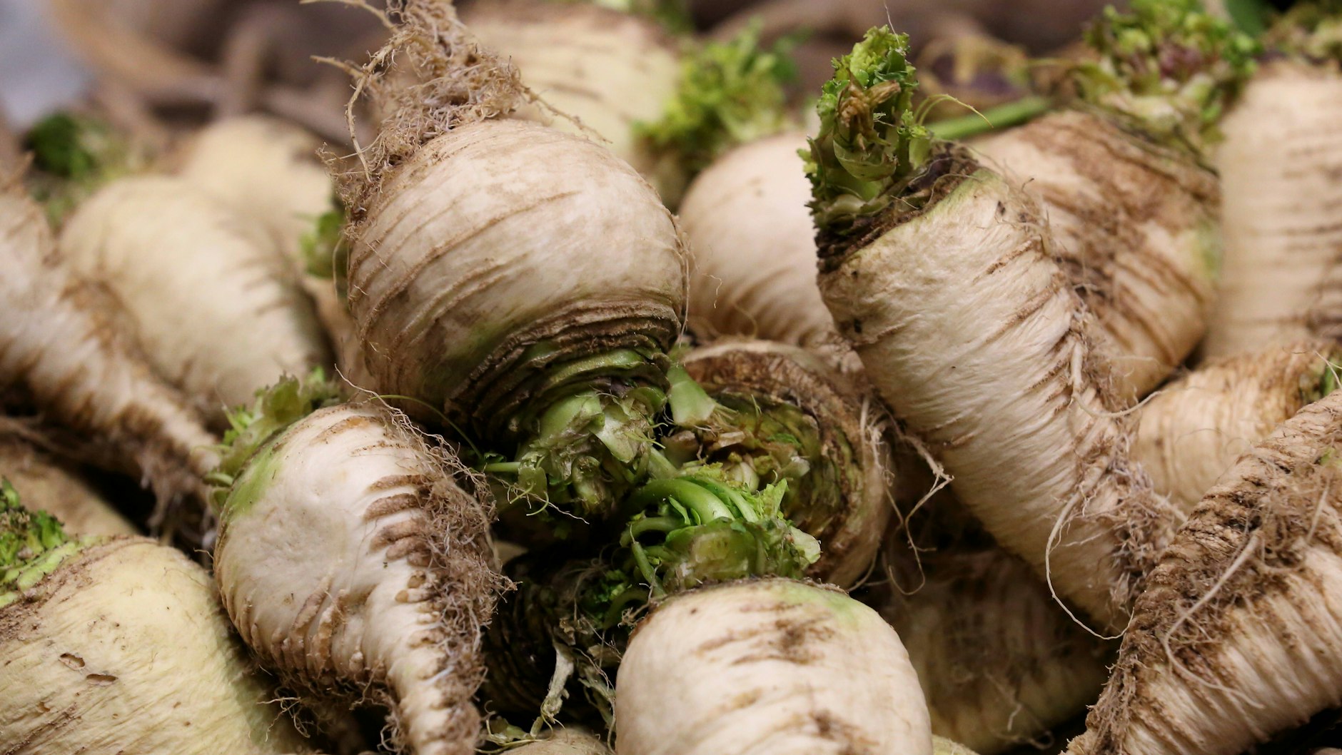 Teltower Rübchen sind eine leckere Rübensorte, die vor allem in der Region um Teltow bei Berlin angebaut wird.