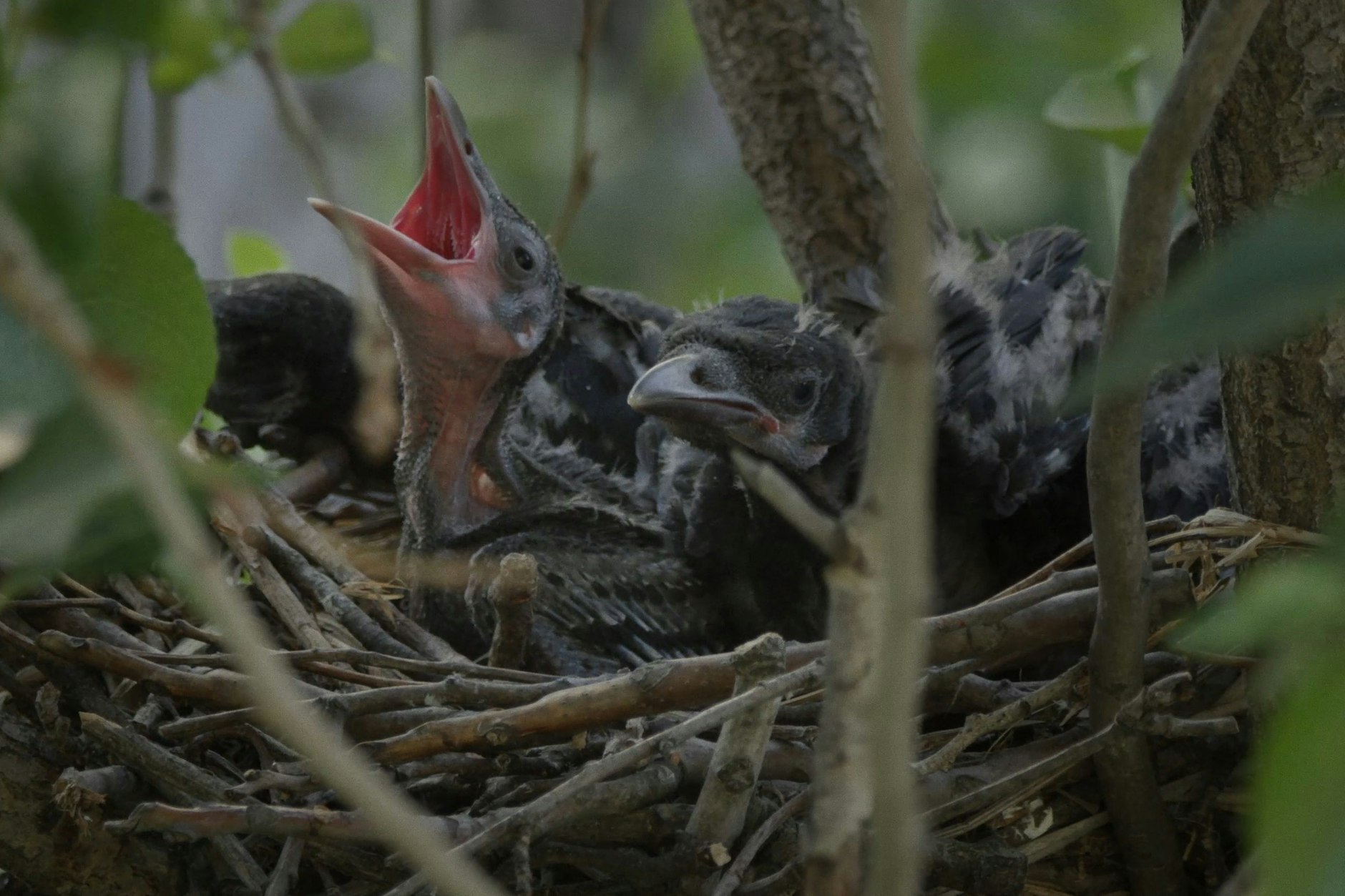 Krähen bauen ihre Nester oft in unmittelbarer Nähe von Menschen.
