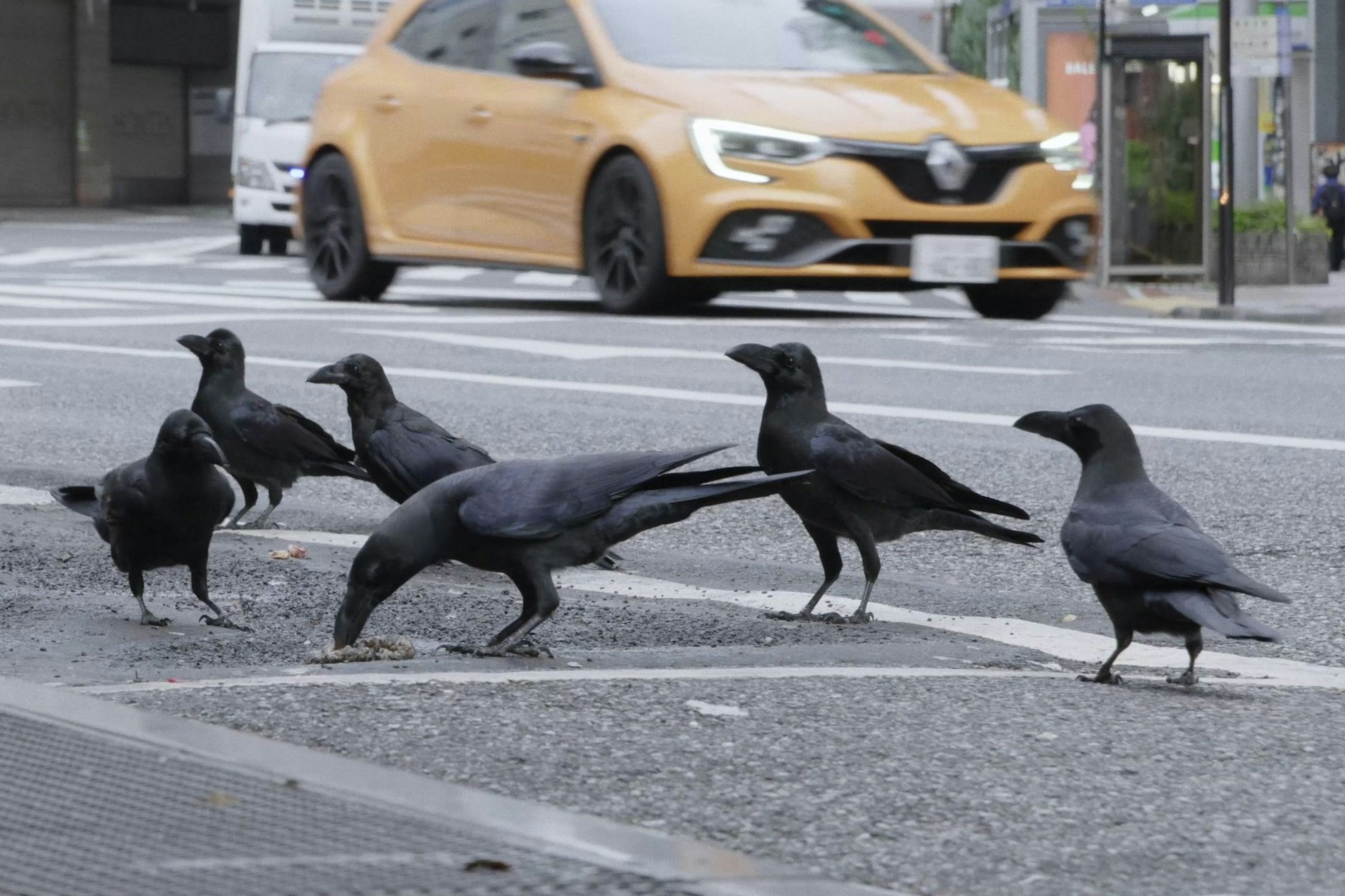 Dschungelkrähen in Tokio.