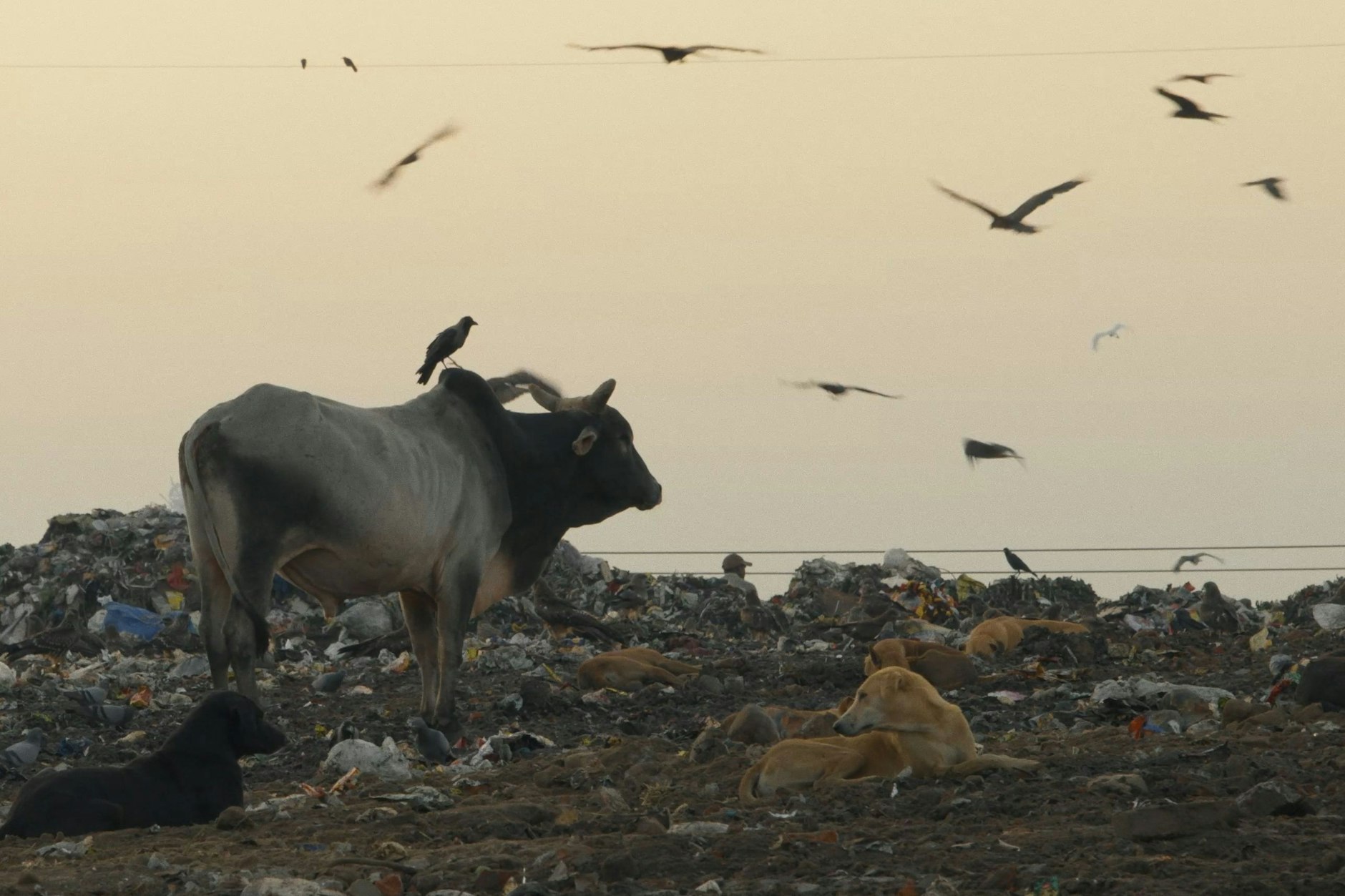 Krähen auf einer indischen Müllhalde.
