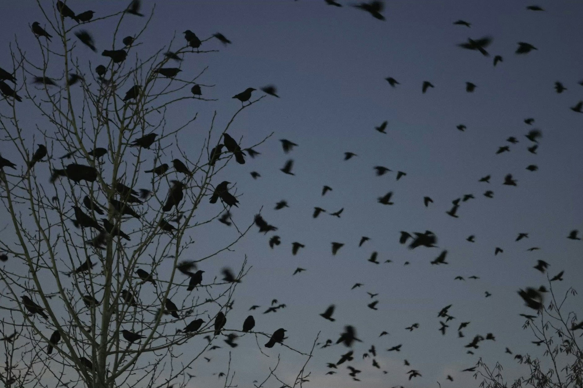 Ein Krähenschwarm.