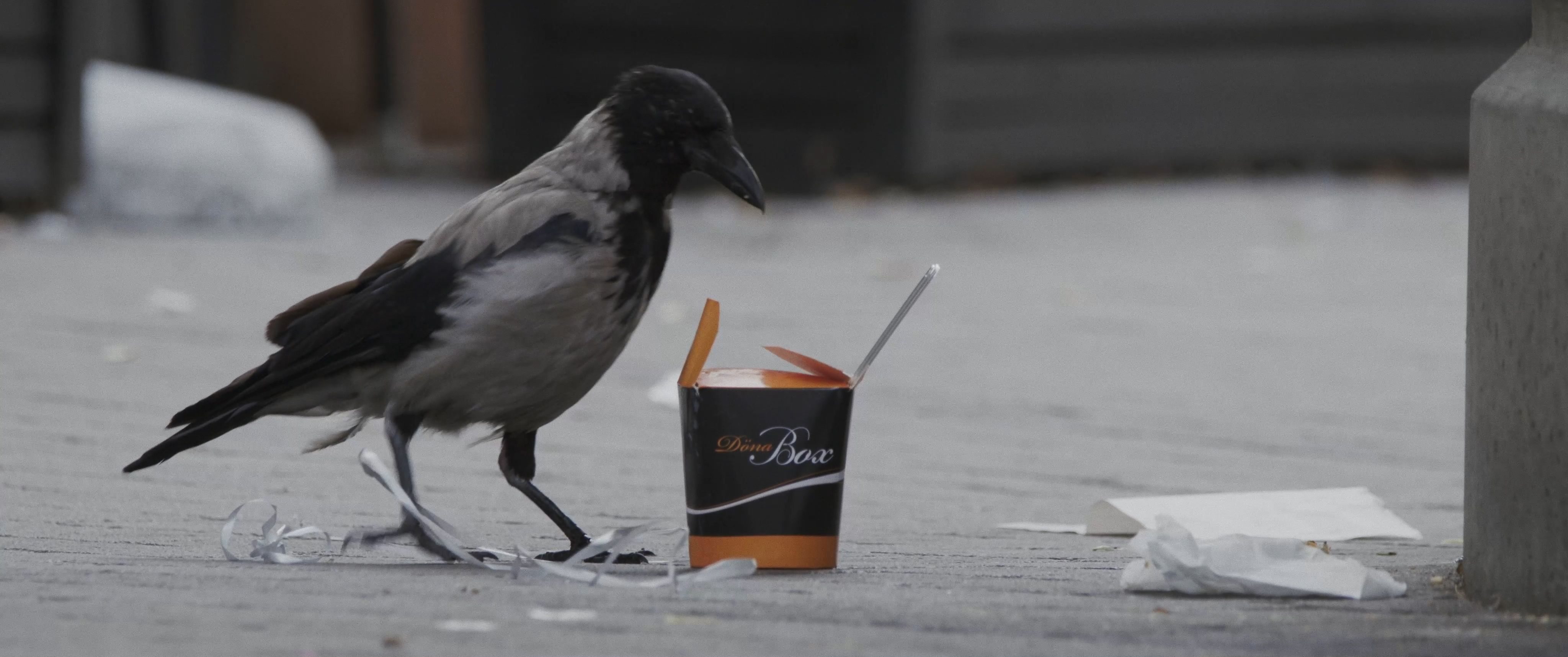 Krähen – Die Natur beobachtet uns: Werden diese Vögel bald die Macht übernehmen?