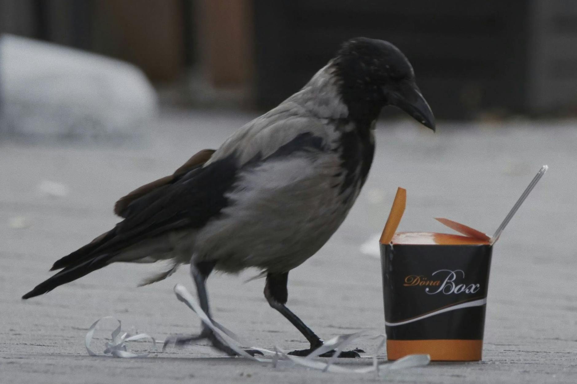 Nebelkrähe mit Dönerbox.
