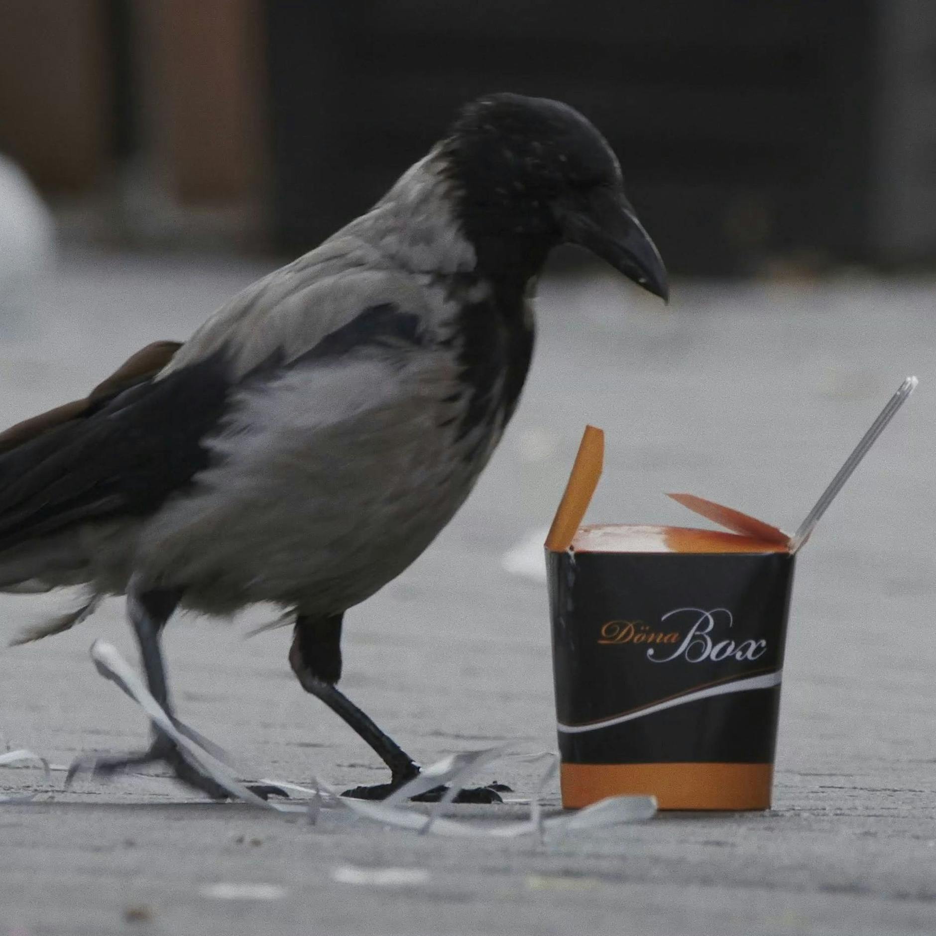 Krähen – Die Natur beobachtet uns: Werden diese Vögel bald die Macht übernehmen?