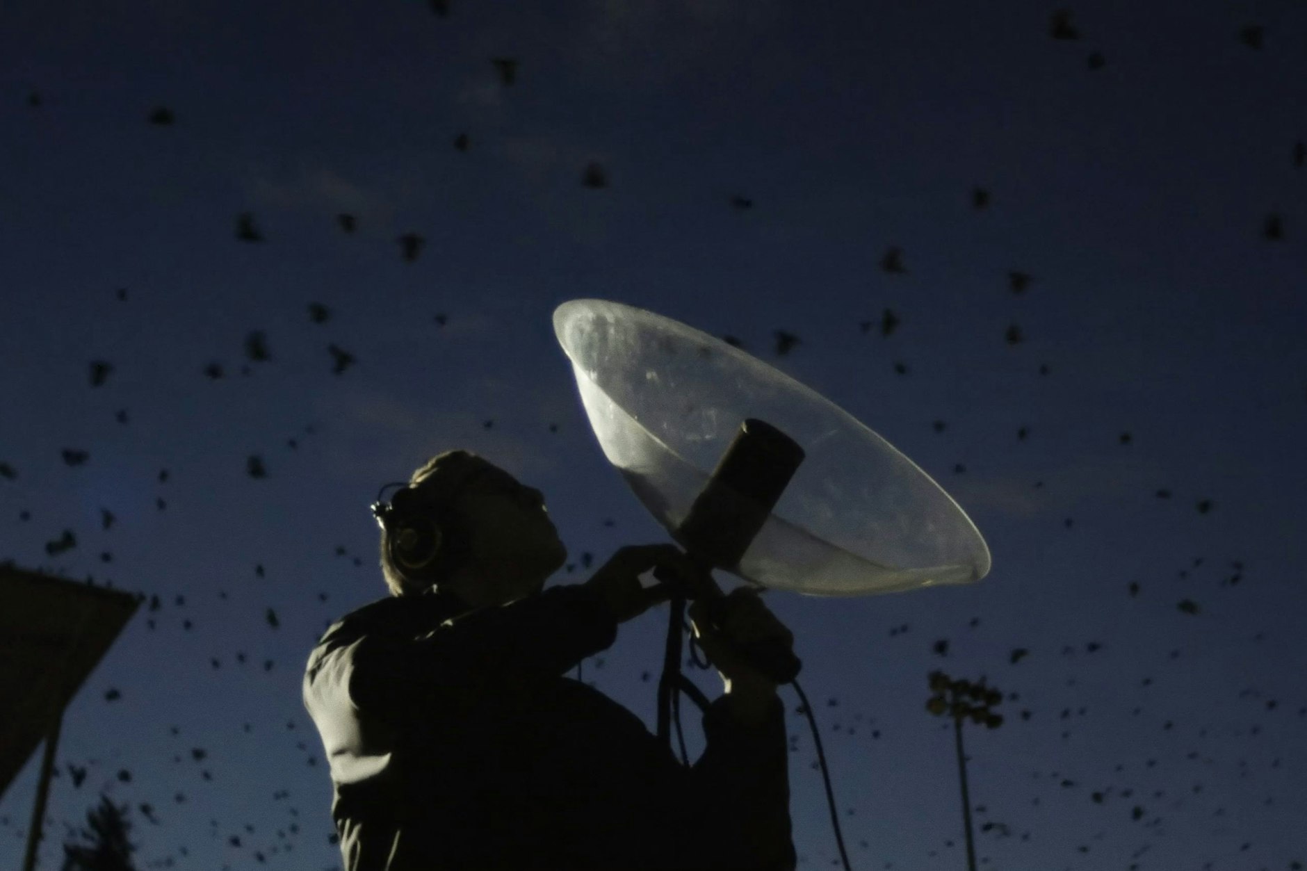Der amerikanische Verhaltensforscher Loma Pendergraft belauscht die Sprache der Krähen.