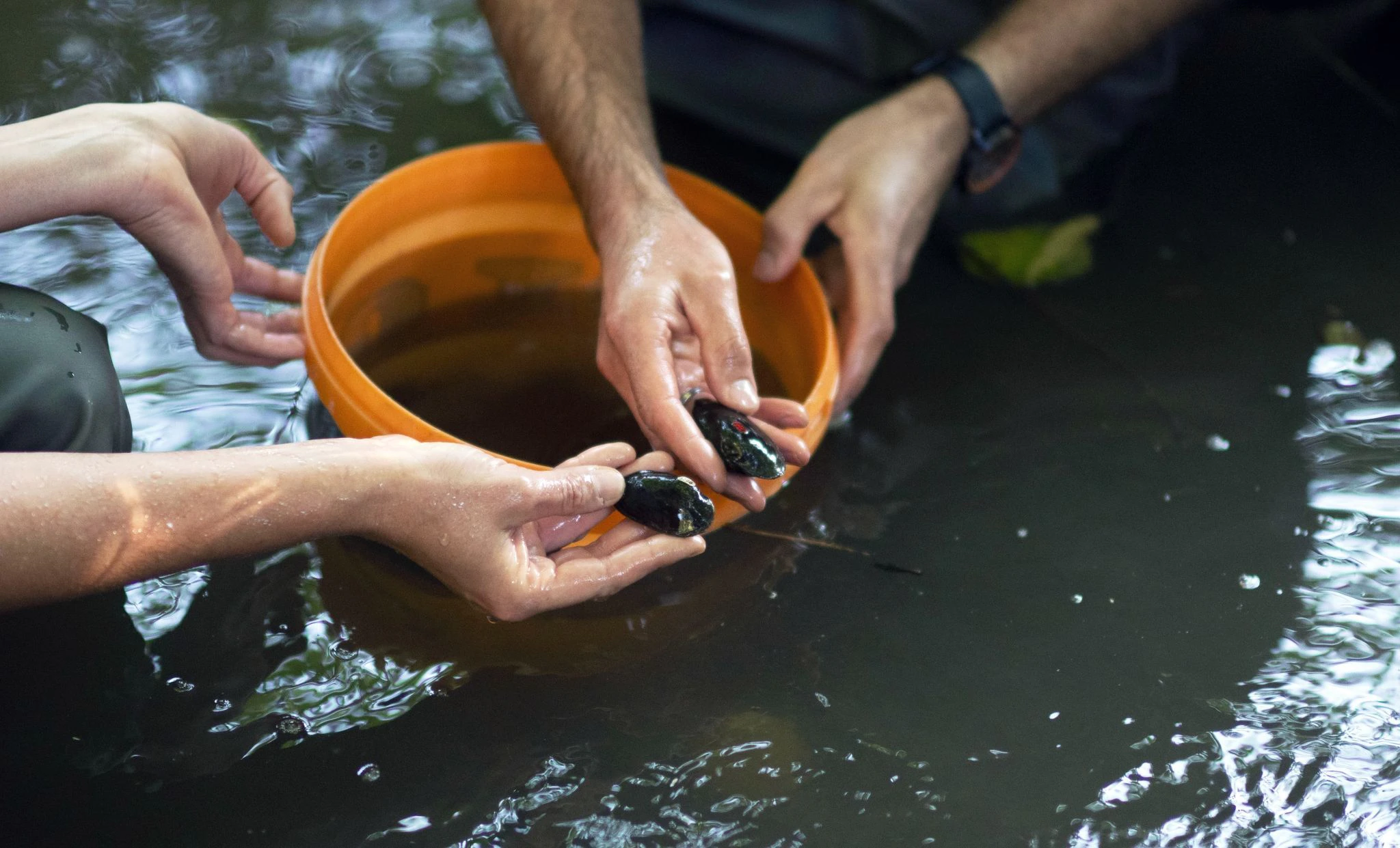 250 aus einer Nachzucht stammende Flussperlmuscheln sind in Sachsen in die Freiheit entlassen worden. Die Süßwassermuschel ist vom Aussterben bedroht.  