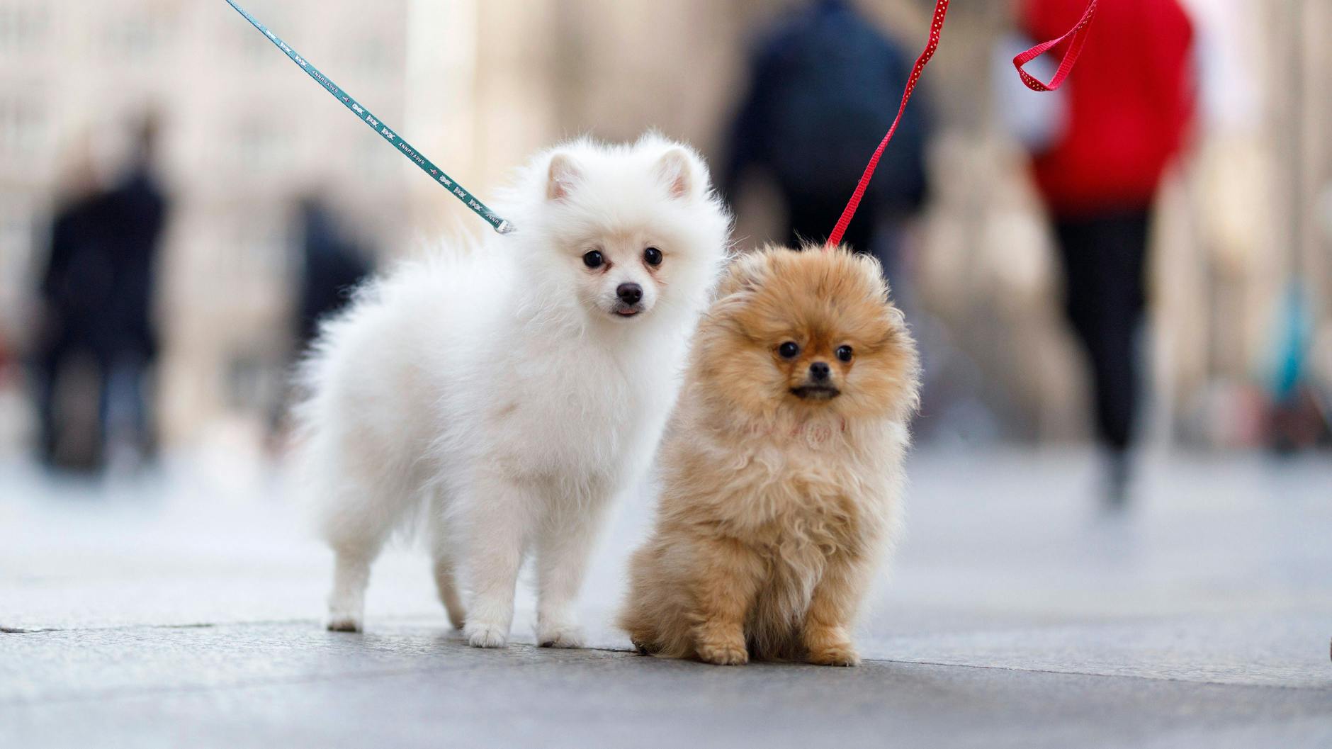 Spitzwelpen: niedlich, aber nicht immer gesund. 