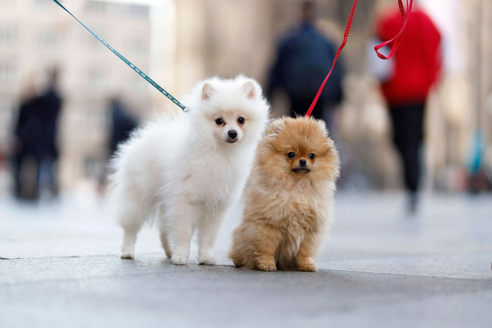 Zwei Spitzwelpen werden an der Leine ausgeführt. Unprofessionellem Umgang mit Hunden soll mit einem Sachkundenachweis vorgebeugt werden.