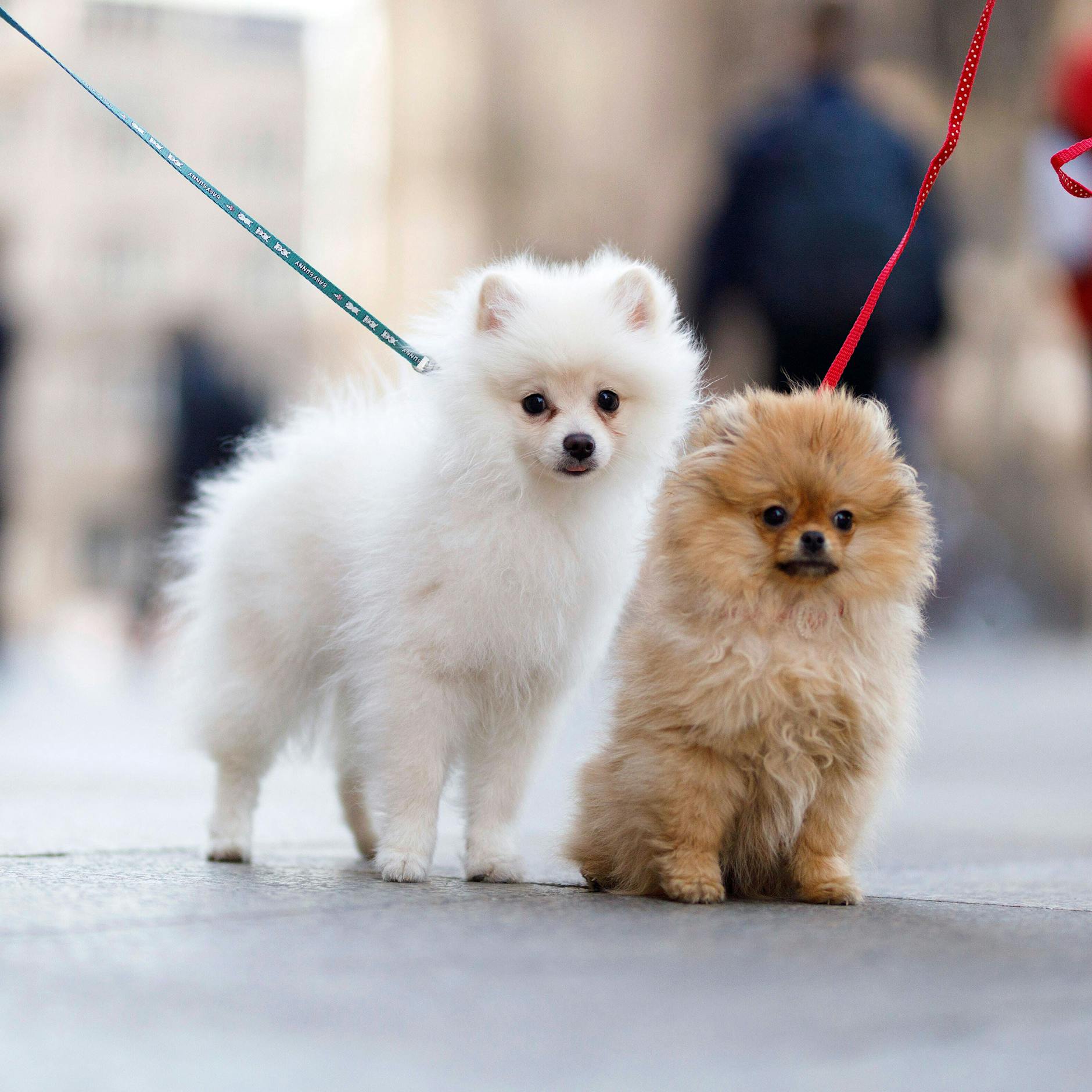Berlin plant den Hundeführerschein für alle!