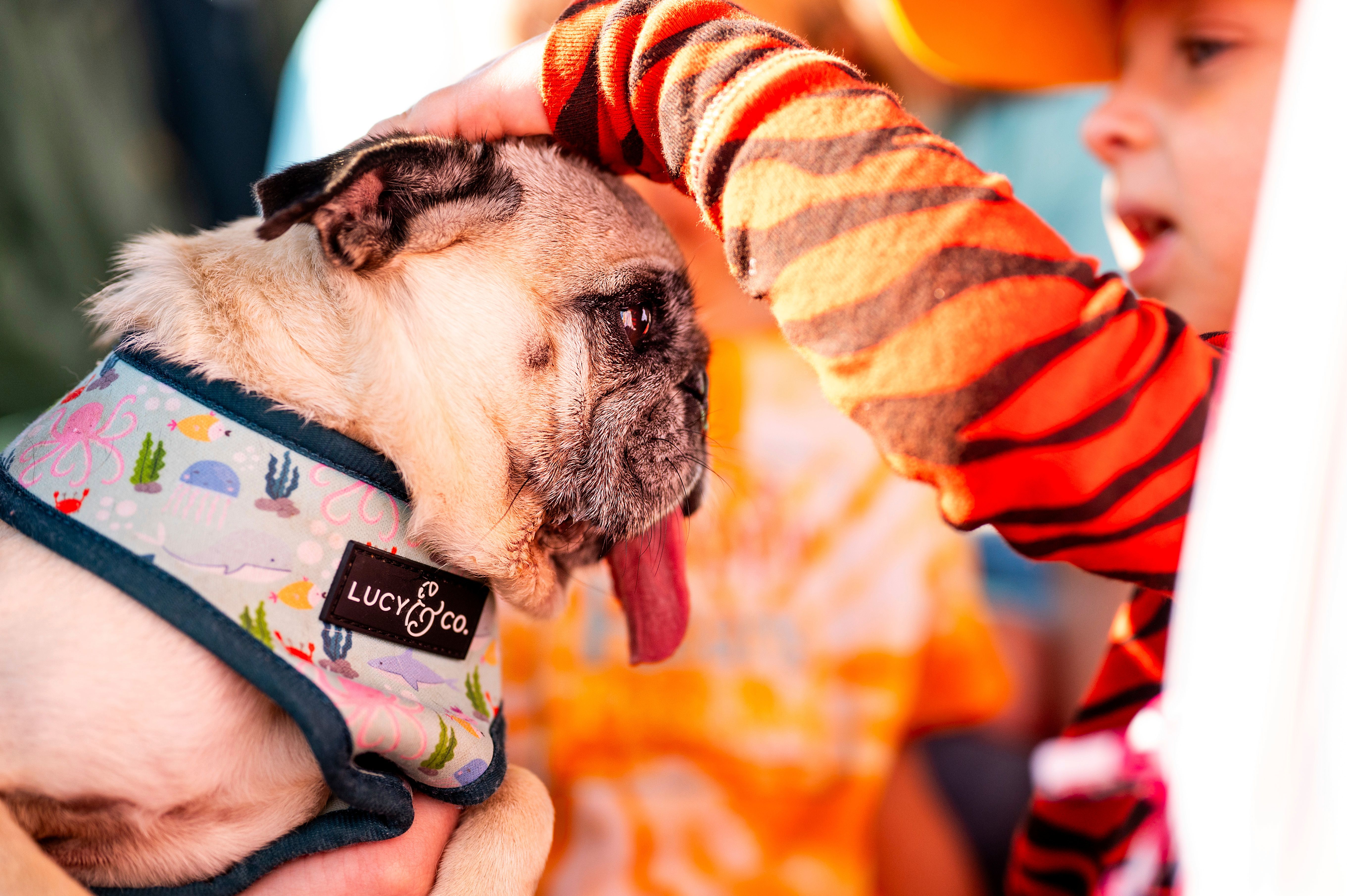 Schwarzbuch der Rassetiere: Warum tun wir Hunden und Katzen das an?