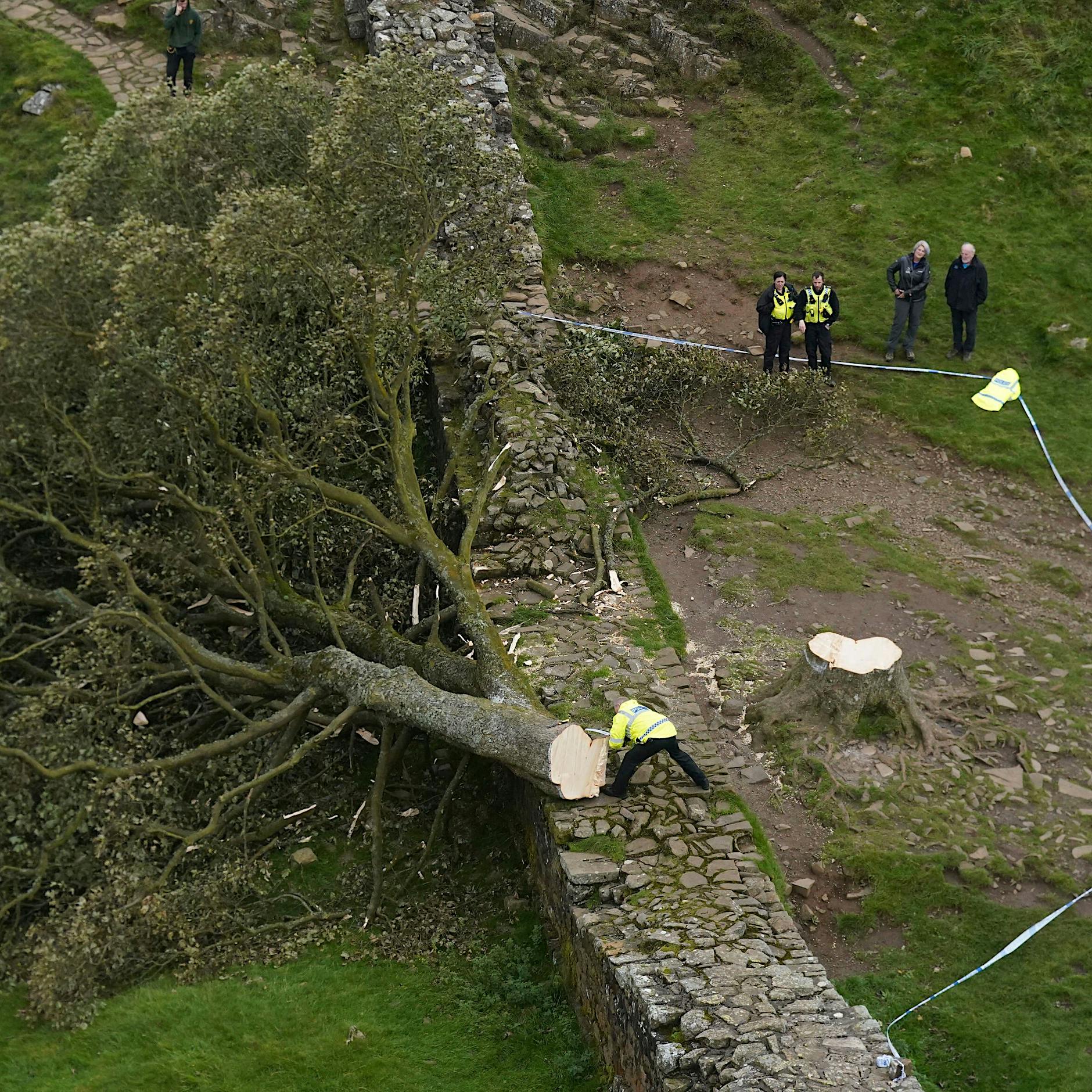 Robin-Hood-Baum illegal abgesägt: Trauer und Wut in Nordengland