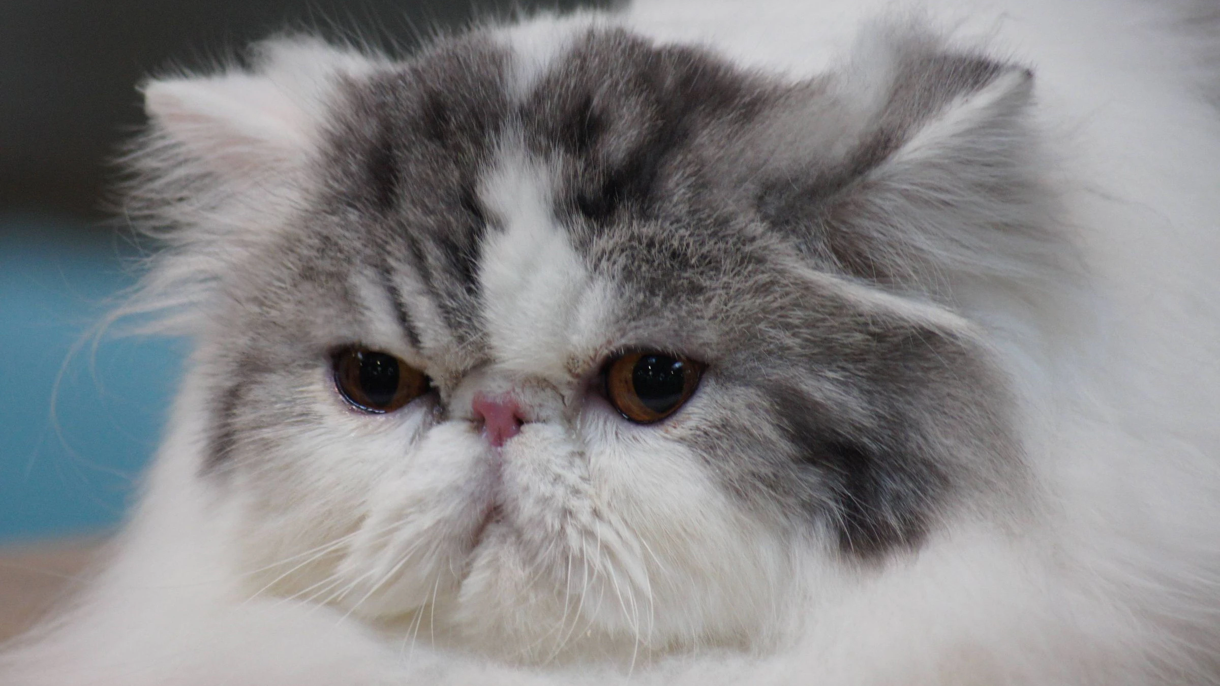 Den Perserkatzen wurde ein immer kürzerer Kopf angezüchtet. Der Kopf ist rundlich, das Gesicht wirkt eingedrückt und flach, die Nase ist wenig oder kaum noch vorhanden.