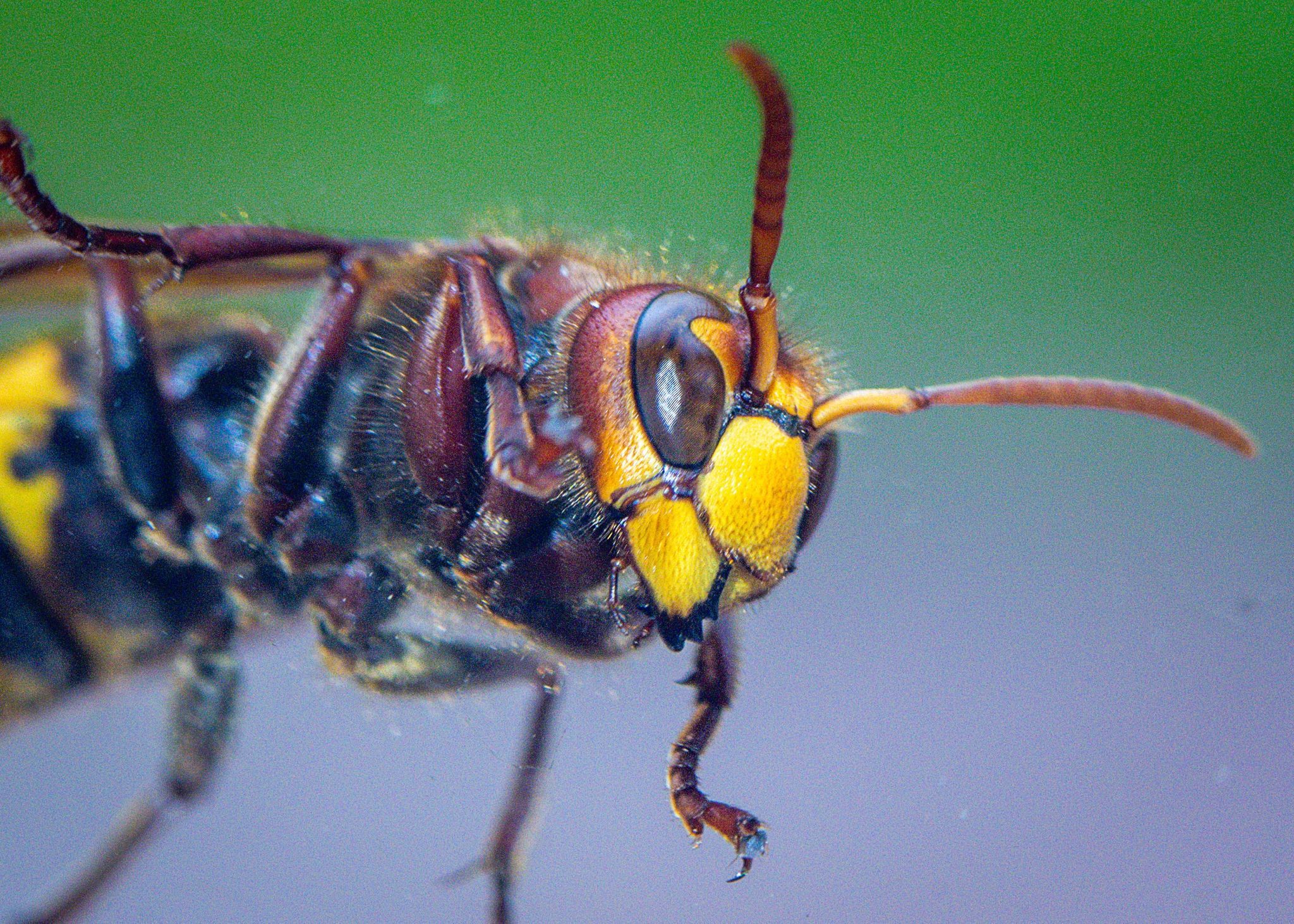 Horror-Angriff: Hornissen attackieren Lauf-Teilnehmer – acht Verletzte