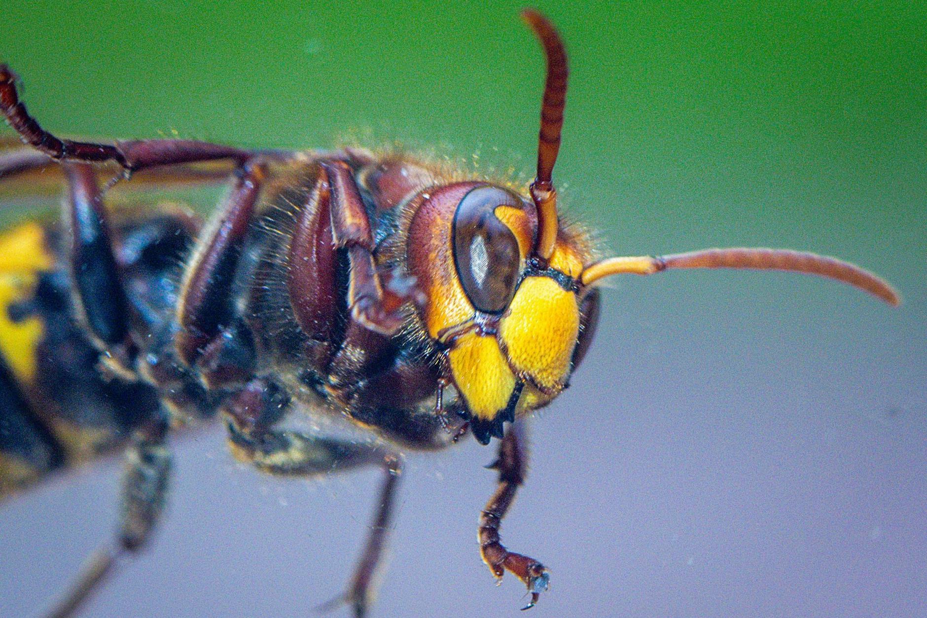Eigentlich sind Hornissen friedfertige Tiere. Doch vermutlich fühlten sie sich am Samstag von Teilnehmern eines Laufs in Burgdorf bedroht und griffen an.