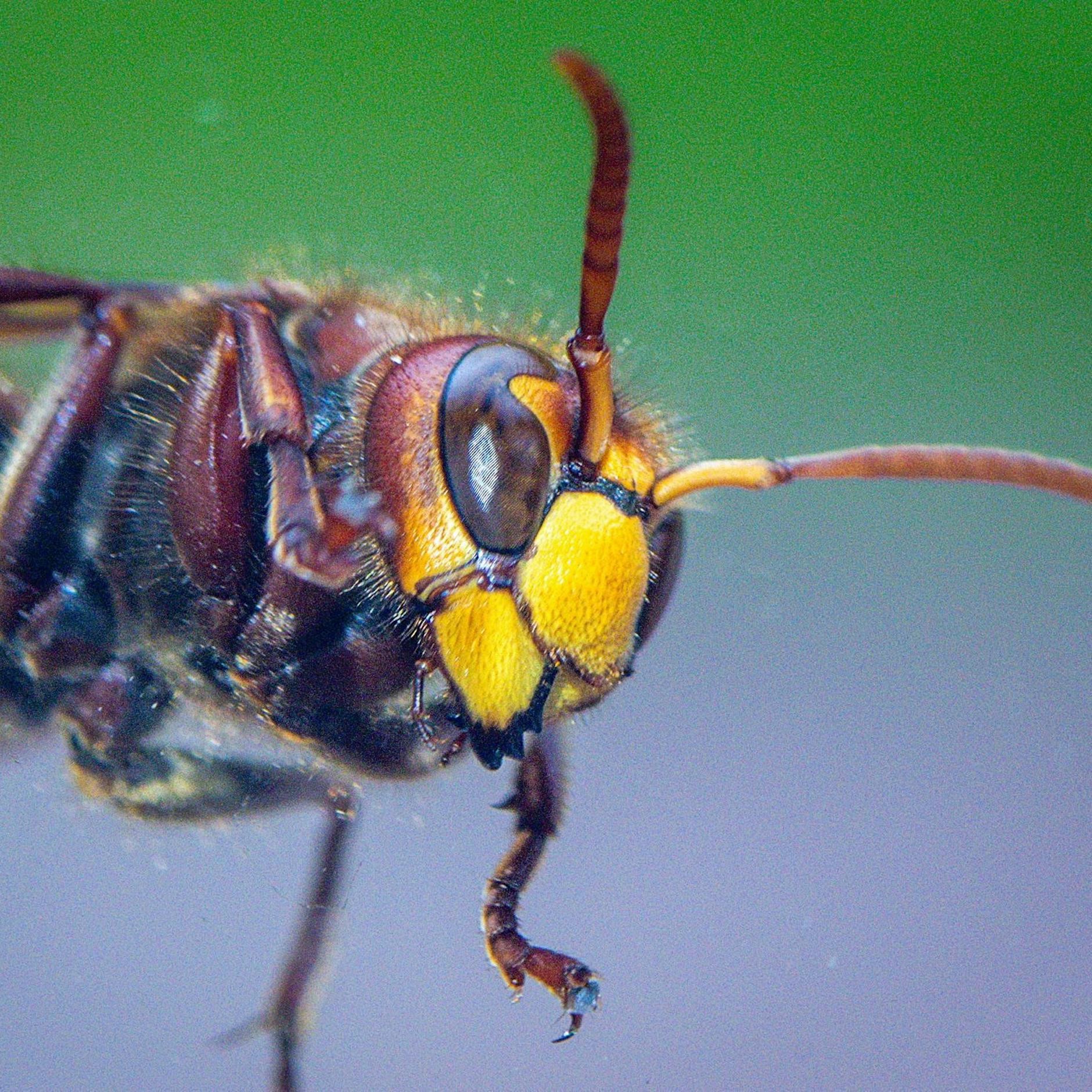Horror-Angriff: Hornissen attackieren Lauf-Teilnehmer – acht Verletzte