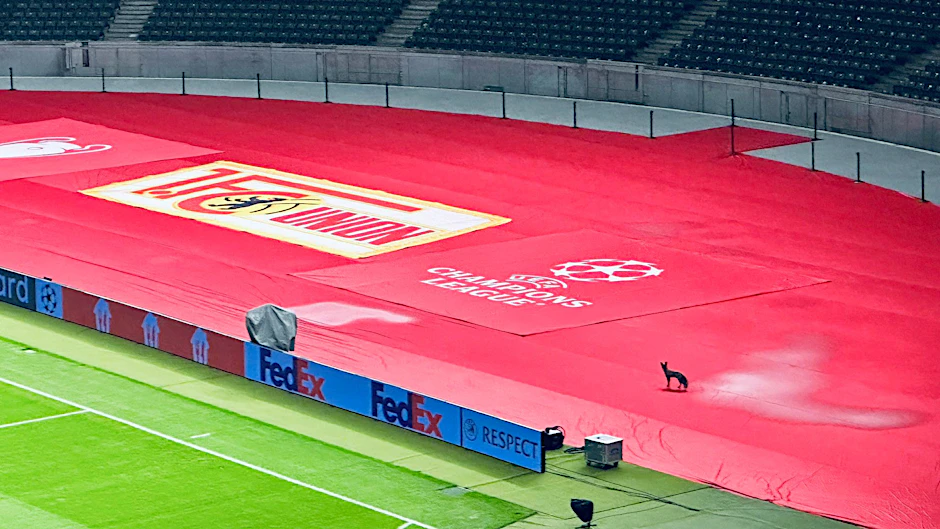 Das Rot passt: Der Fuchs bei einer Stadionpirsch im Olympiastadion. 