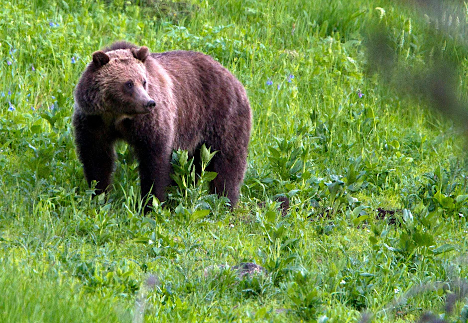ARCHIV - Ein Grizzlybär in der freien Natur. (Archivbild)  