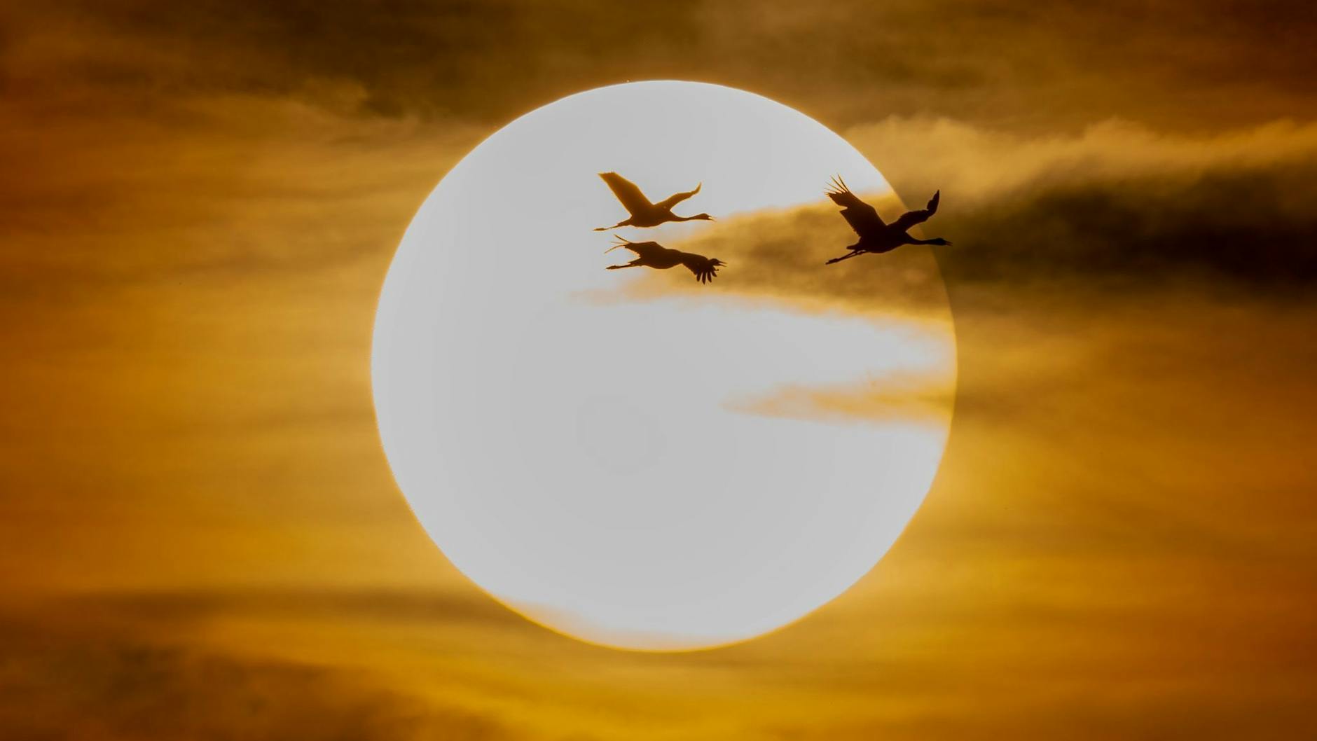 Im goldenen Licht der untergehenden Sonne über Brandenburg ist eine Gruppe von Kranichen auf dem Weg zu ihrem Schlafplatz. Brandenburg war im September das zweitsonnigste und trockenste Bundesland. 