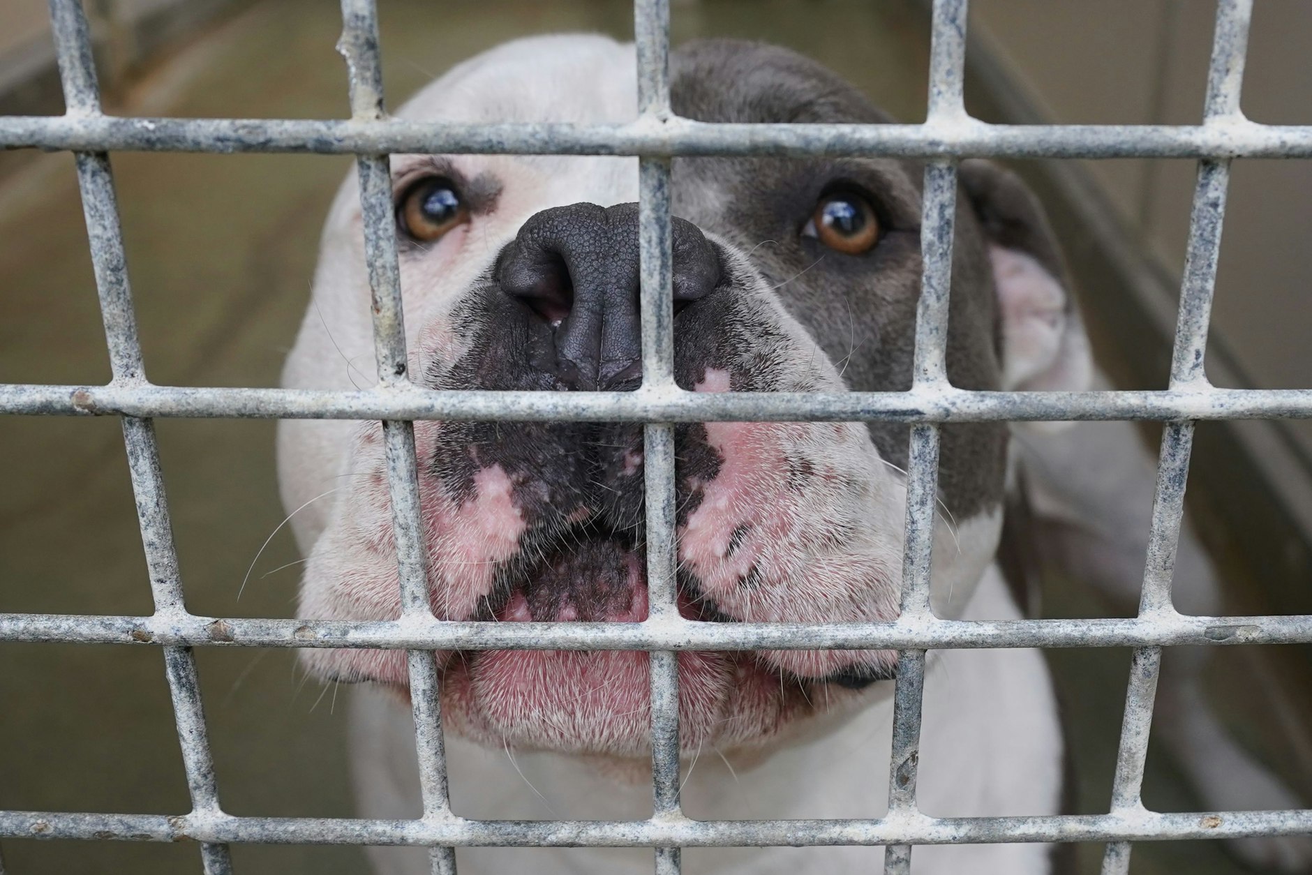 Ein American Staffordshire und Pitbull Terrier Mischling steht in seinem Käfig im Tierheim. Sollen nicht vermittelbare Hunde getötet werden?&nbsp;
