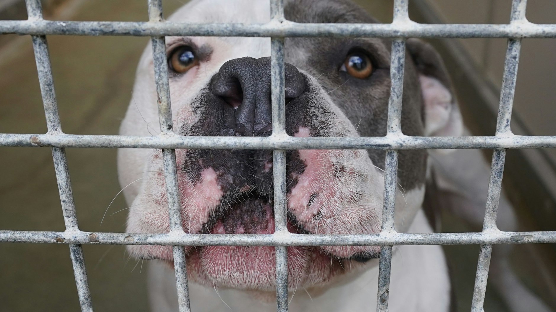 Ein Mischling aus American Staffordshire und Pitbull Terrier. Kampfhunde führen die Beißstatistik zwar nicht an, sie fügen aber schwere Verletzungen zu.