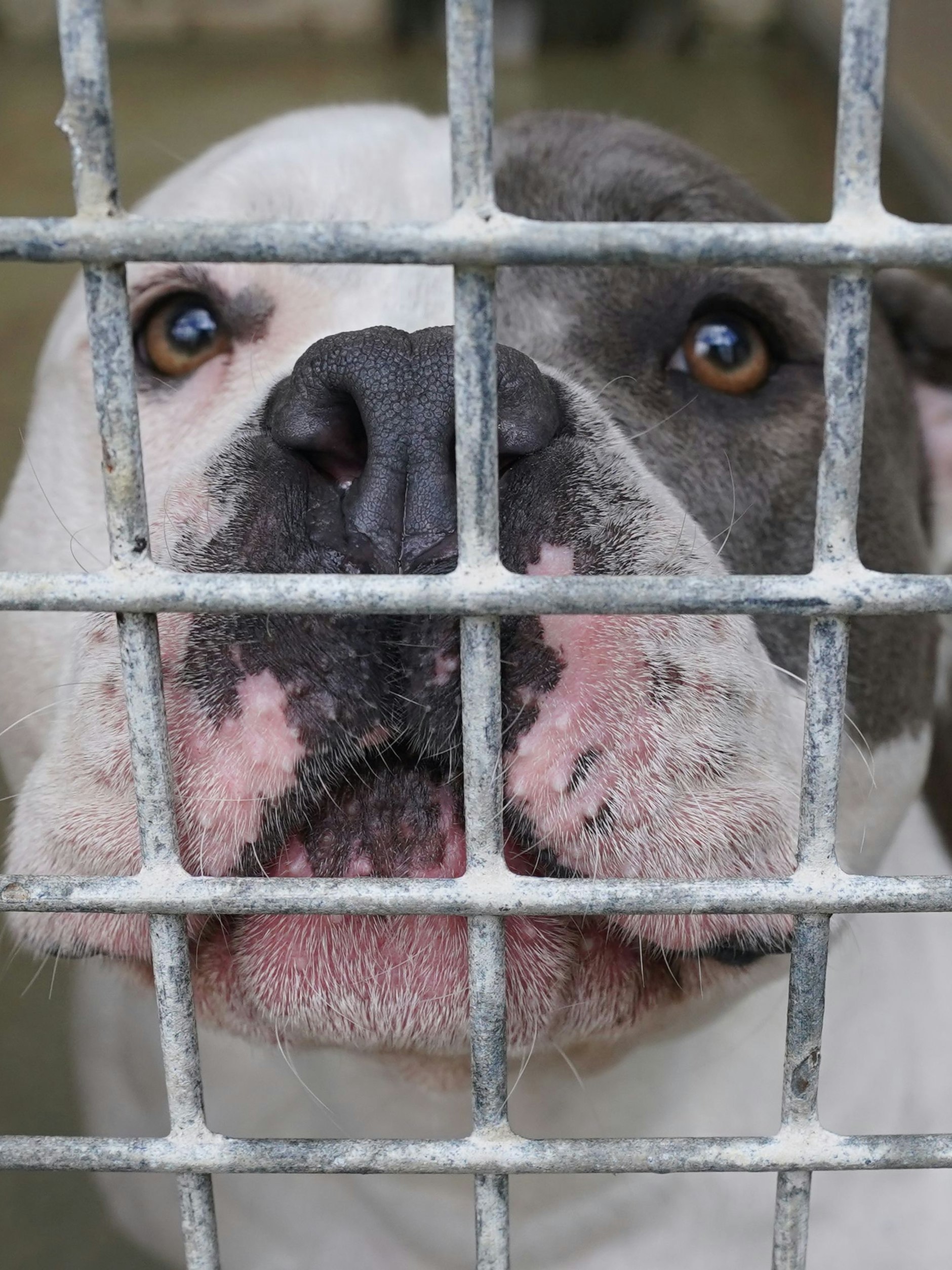 Foto eines American Staffordshire in einem Tierheim. Ein Hund ähnlich wie dieser hatte die Joggerin totgebissen.