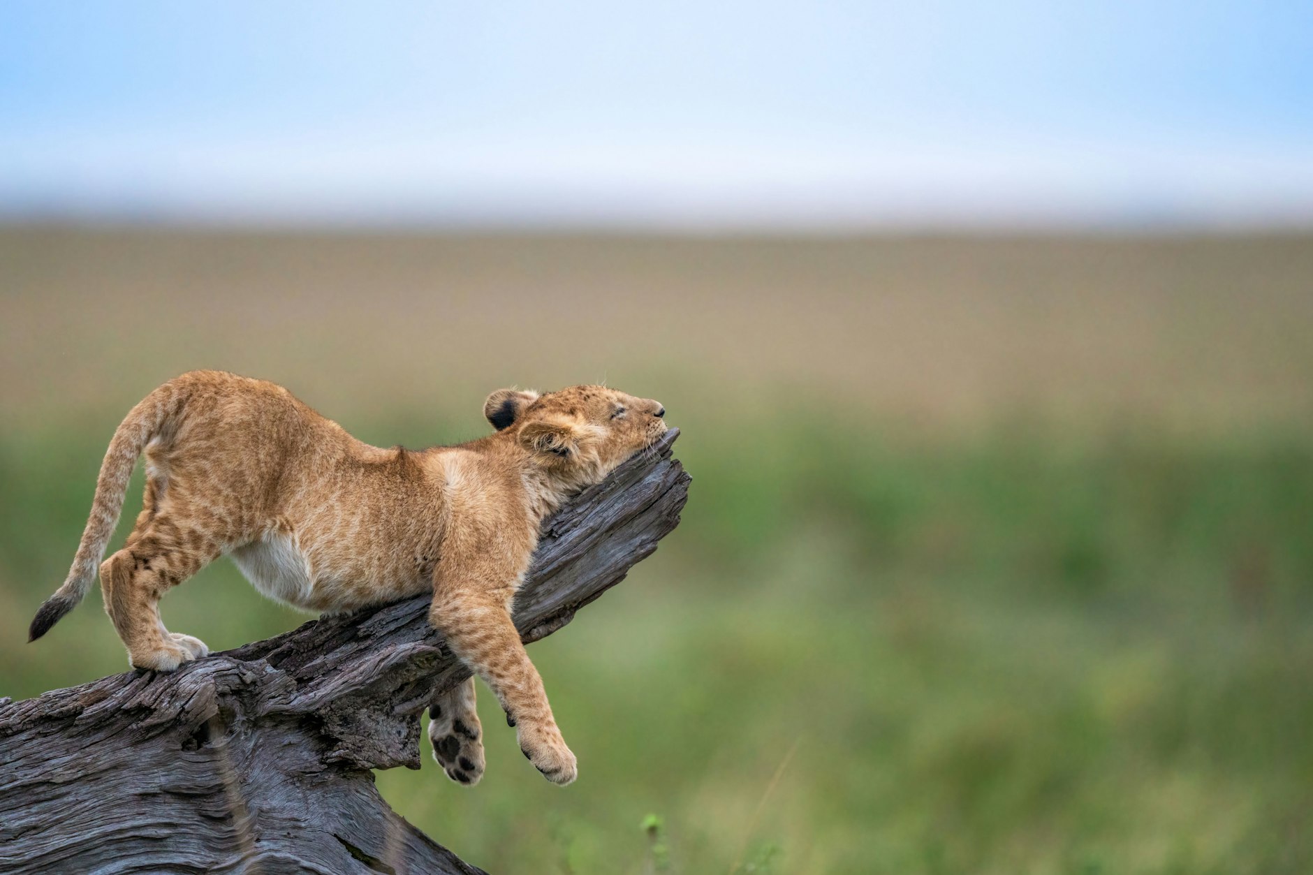 „Hang Loose“ – Entspannter geht es nicht: Mit diesem Löwenjungen erhofft sich der deutsche Christian Hargasser den ersten Platz.