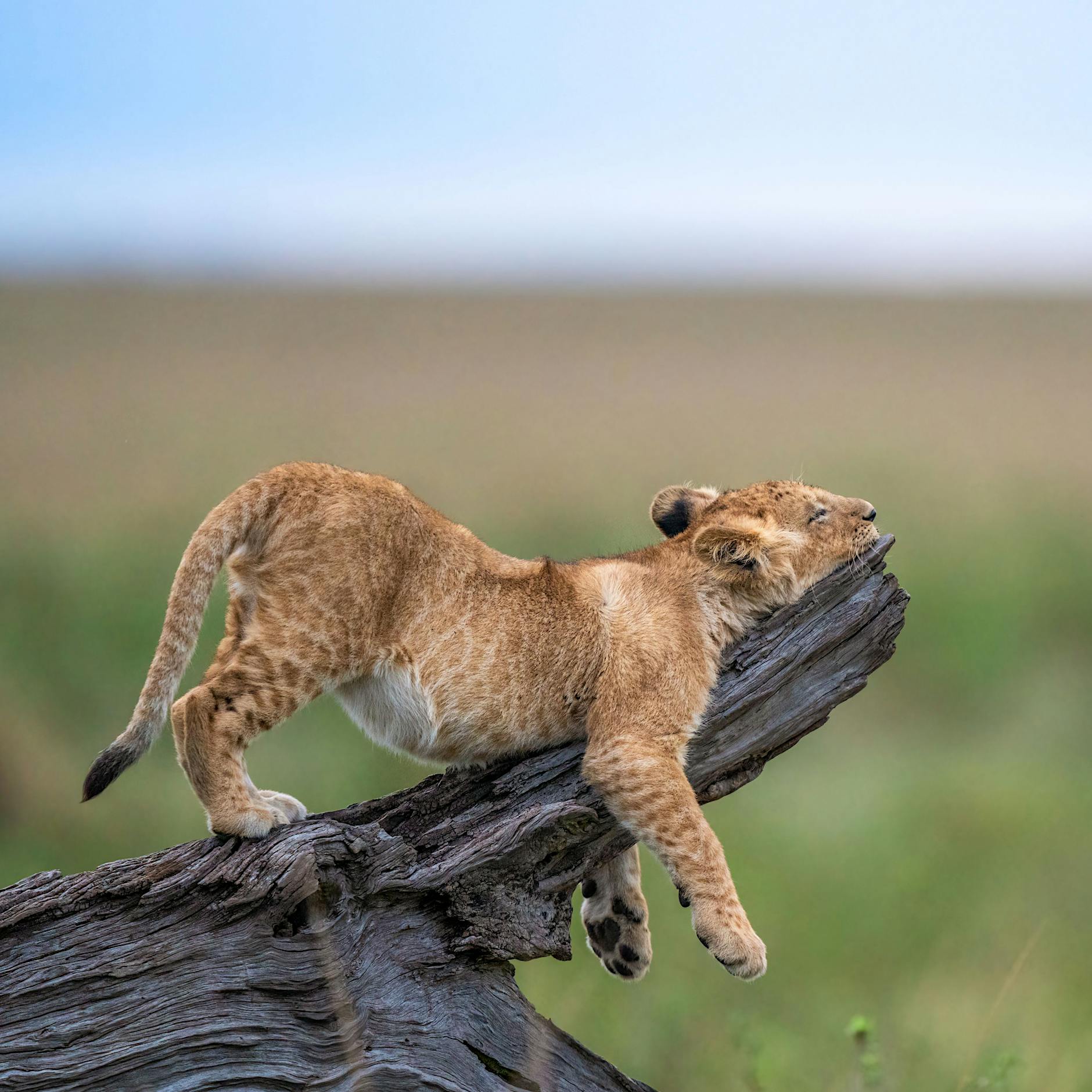 Comedy Wildlife Photo Awards: Wer ist am wildesten? Die lustigsten Bilder aus der Tierwelt 2023