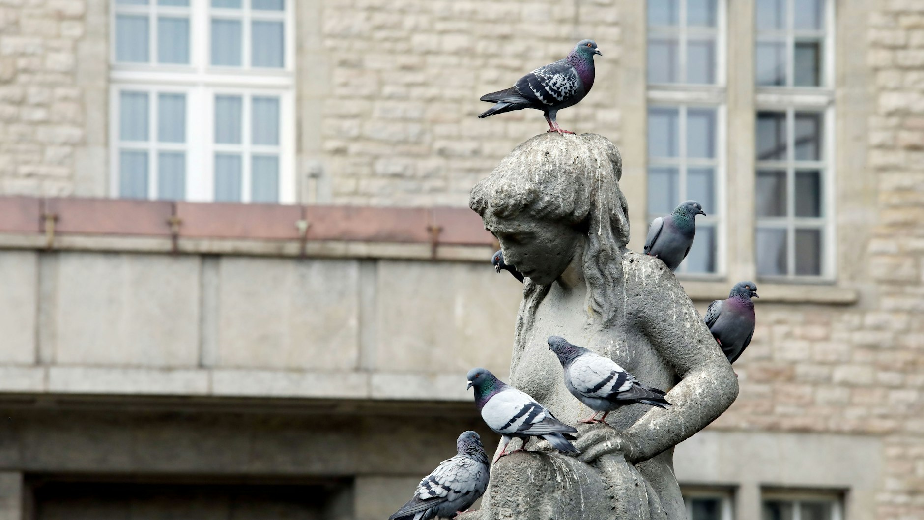 Tauben belagern auch gerne Denkmäler wie den Brunnen vor dem Rathaus Neukölln.