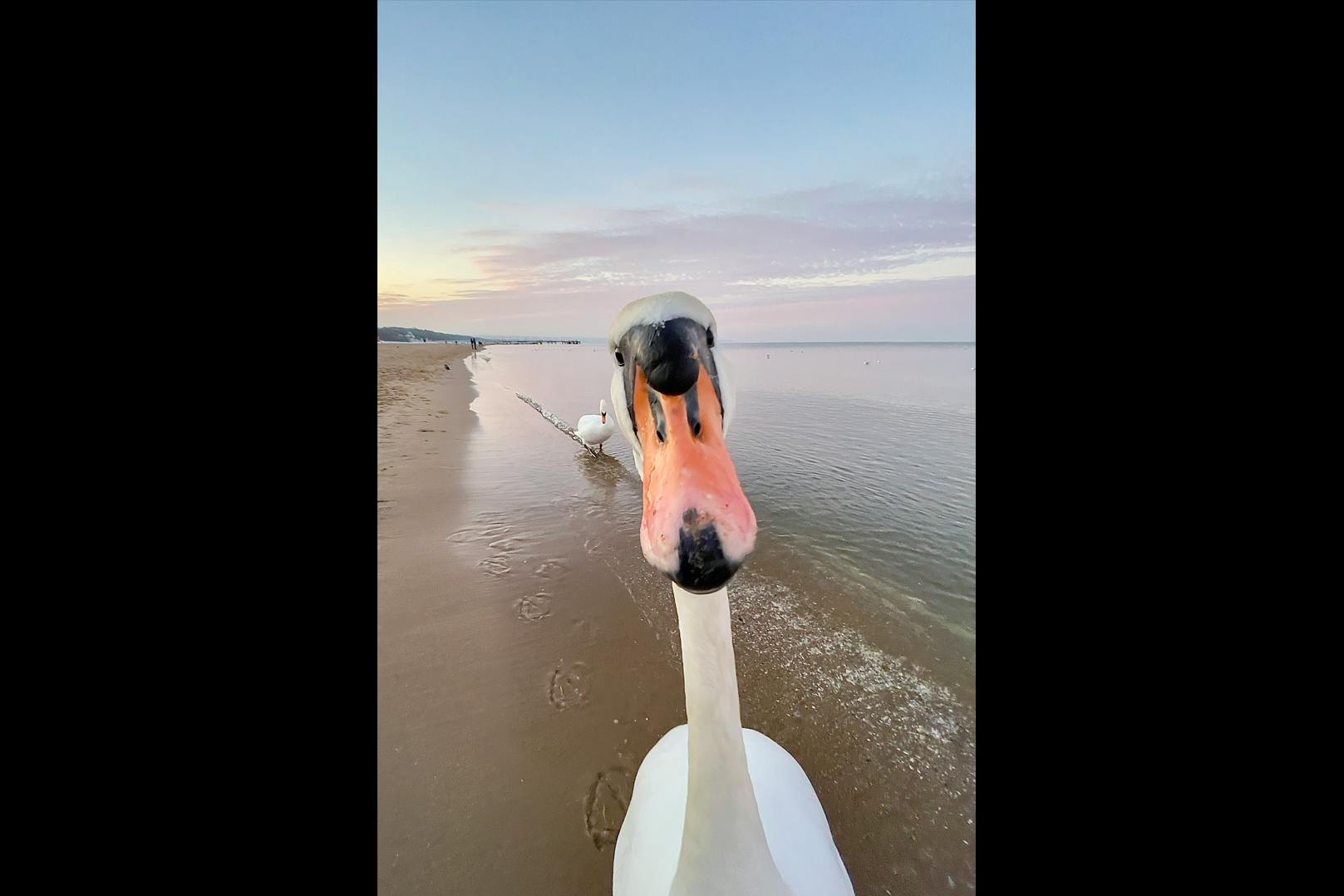 „Das ist mal ein Selfie!“