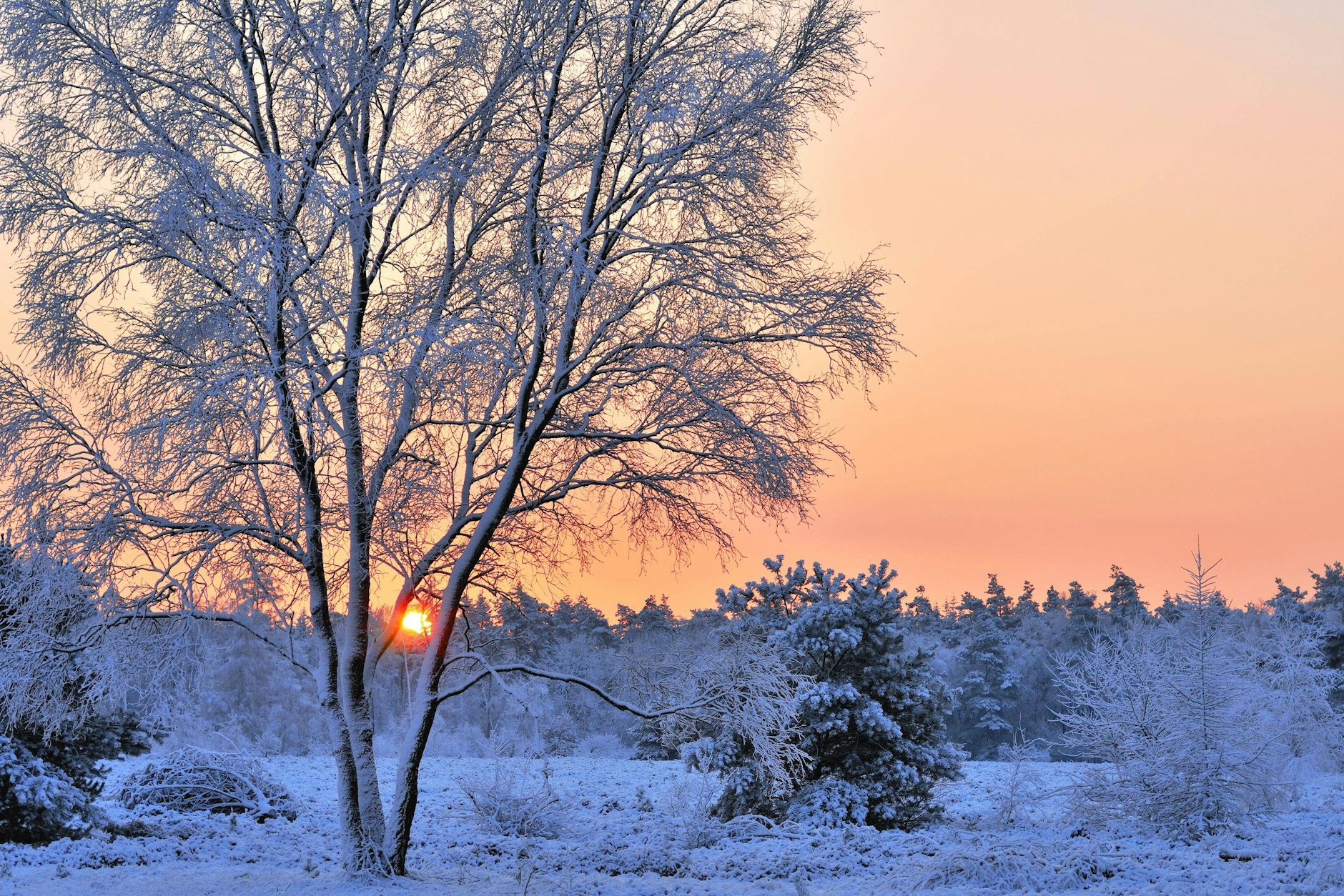 Winterlandschaft? Wohl frühestens ab Mitte Januar? 