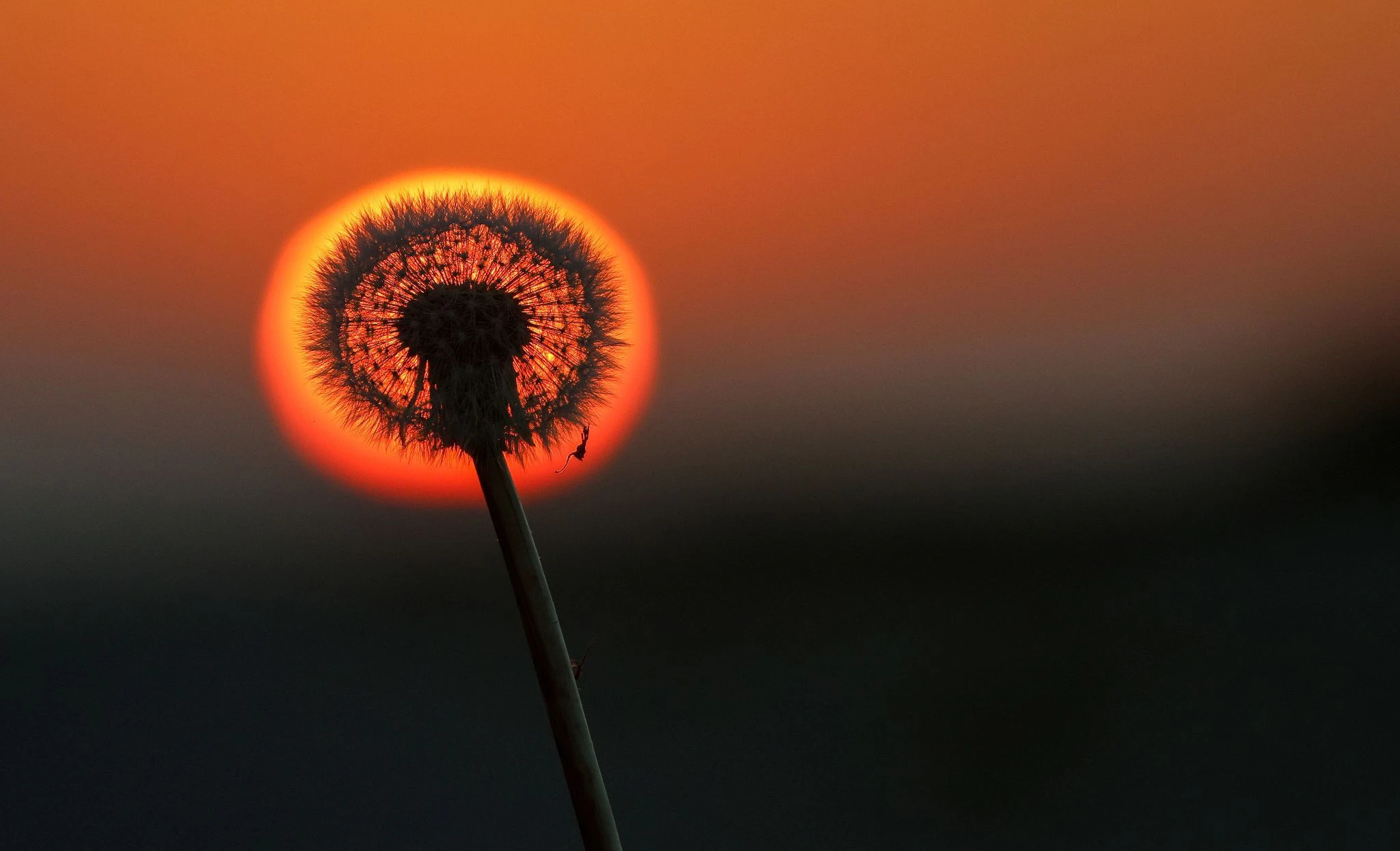 Im oberschwäbischen Unlingen geht die Sonne feurrot hinter einer Pusteblume auf.  