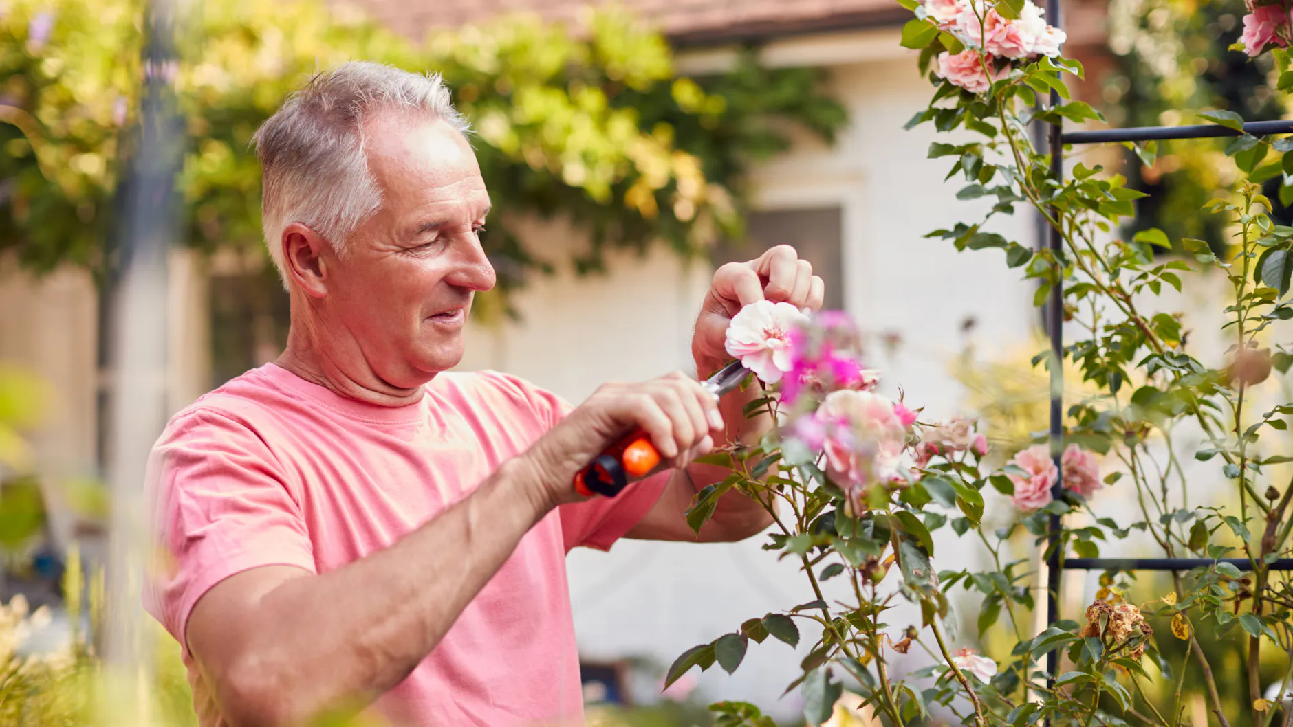Den Kopf einer verwelkten Blüte abzutrennen, kann die Lebensdauer aller anderen verlängern.