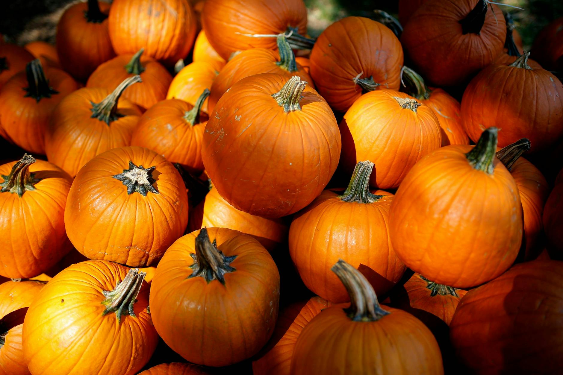 Das Herbstgemüse schlechthin, auch wenn Ryan Gosling was dagegen hat: der Kürbis