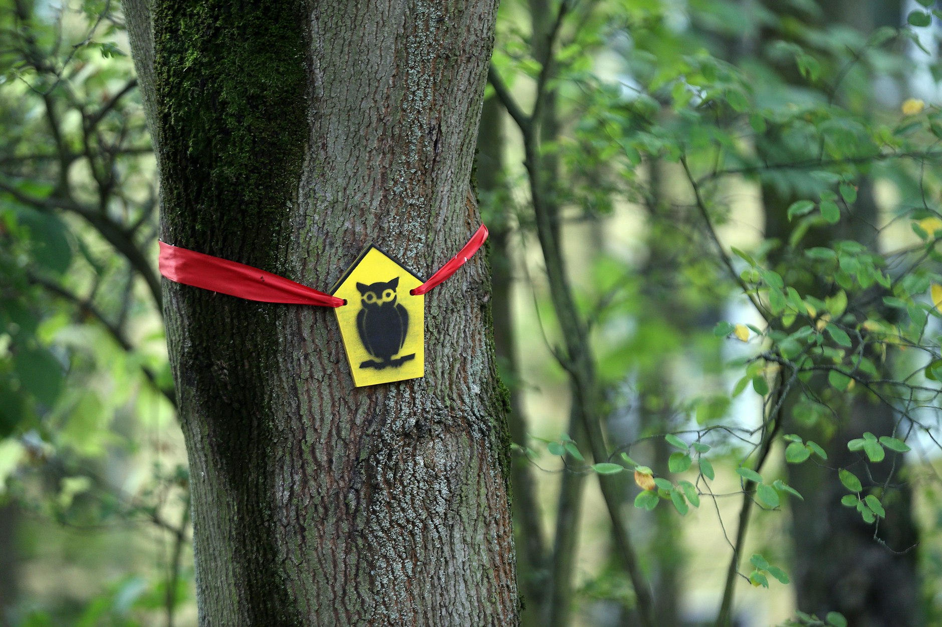 Ein Naturschutz-Schild hängt an einem Baum im Pankower Ossietzky-Kiez. Hier sollen über 50 Bäume gefällt werden, um zwei Fertigteilhäuser bauen zu können.
