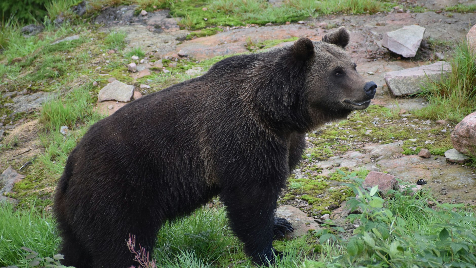 Das ist Lillebror, ebenfalls neu im Berliner Zoo