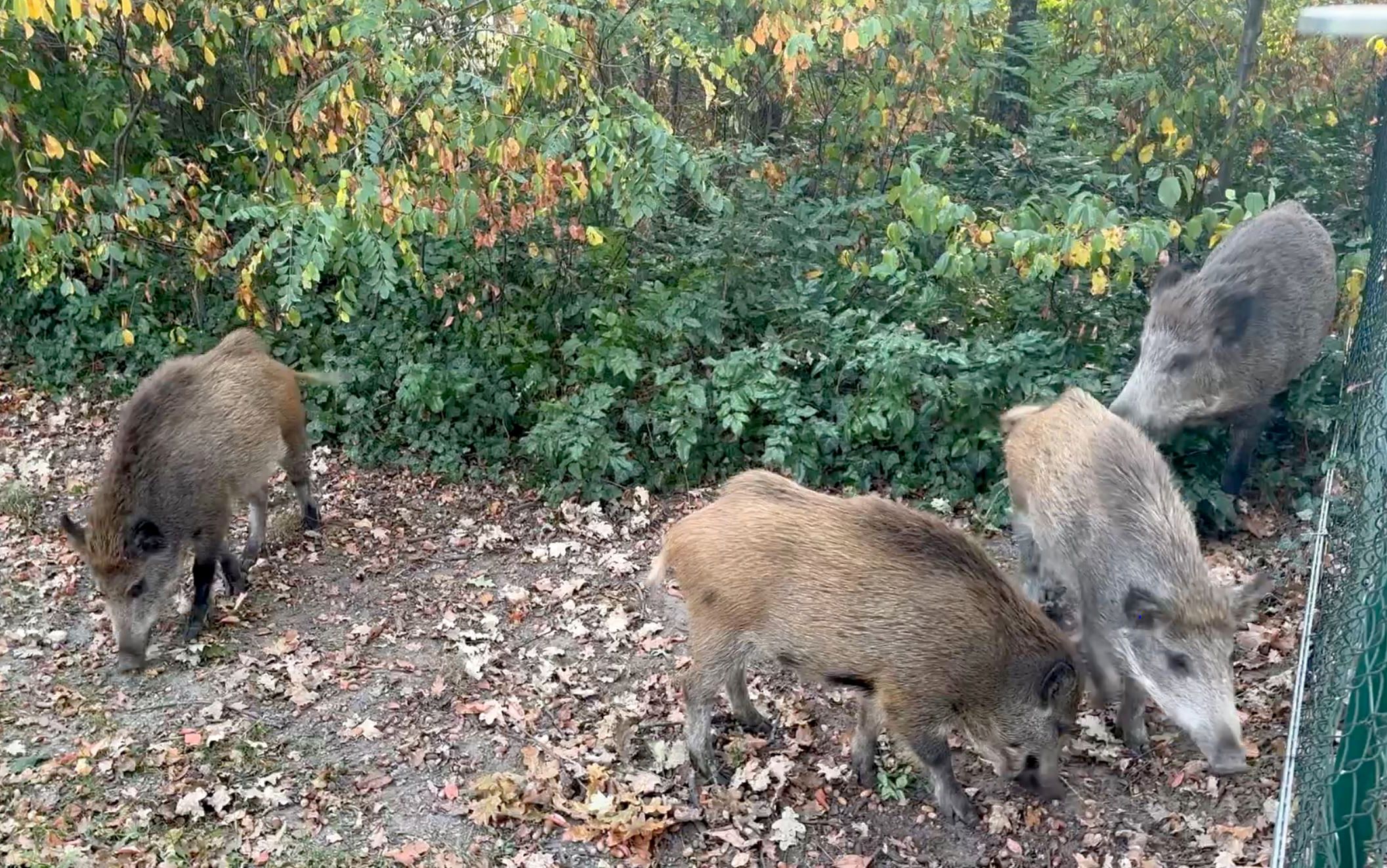 Image - Einwohner fürchten sich! Kleinmachnow leidet unter Wildschwein-Plage