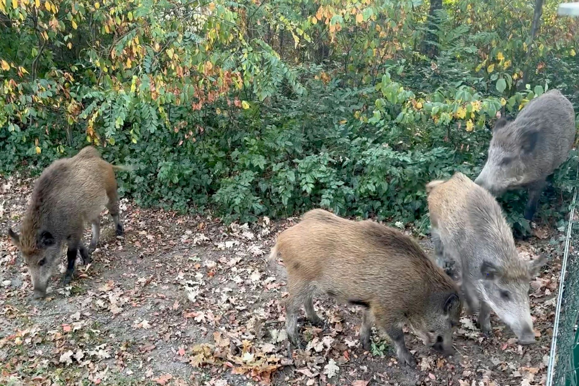 Hier sieht man vier Exemplare der heimischen Wildschweine in Kleinmachnow.