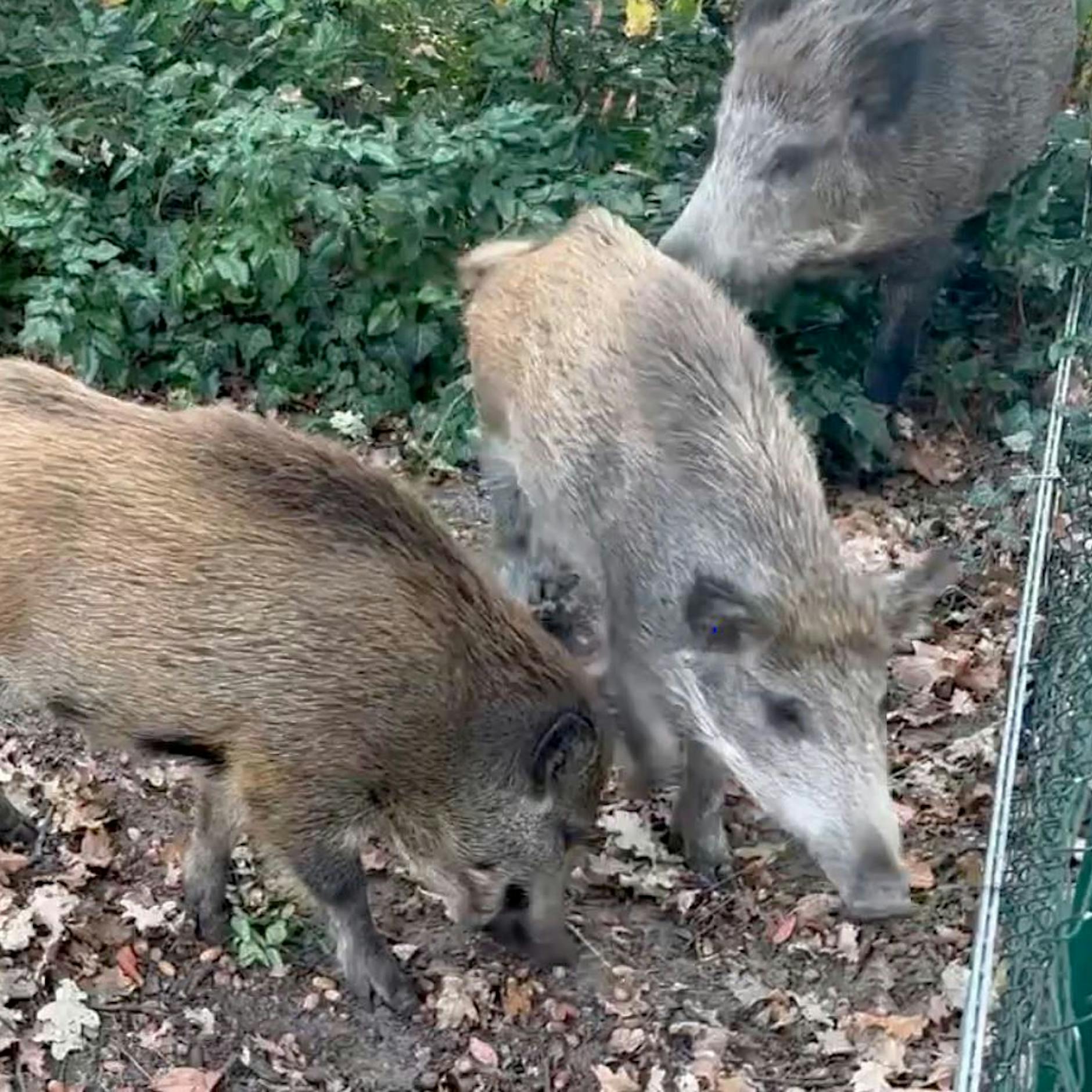 Einwohner fürchten sich! Kleinmachnow leidet unter Wildschwein-Plage