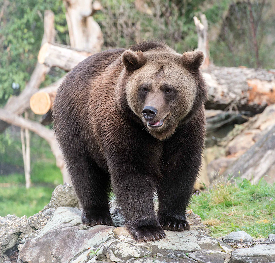 Braunbär Lucifer ist frisch in den Berliner Zoo gezogen.