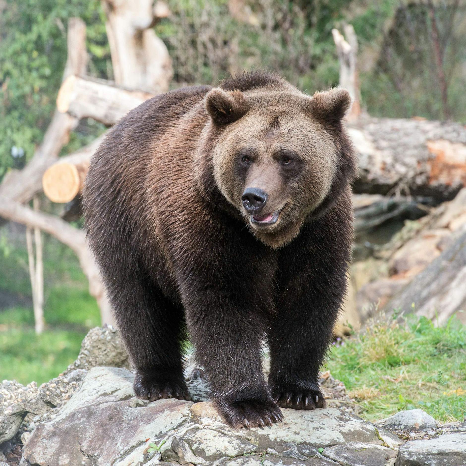 Wie es sich für Berlin gehört: Endlich wieder Braunbären im Zoo!