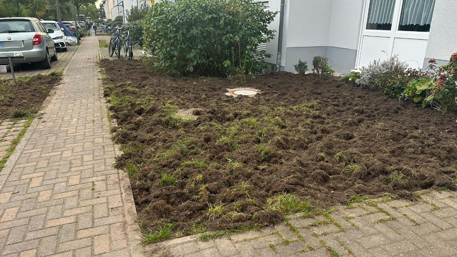 Diesen Vorgarten haben Wildschweine umgegraben.