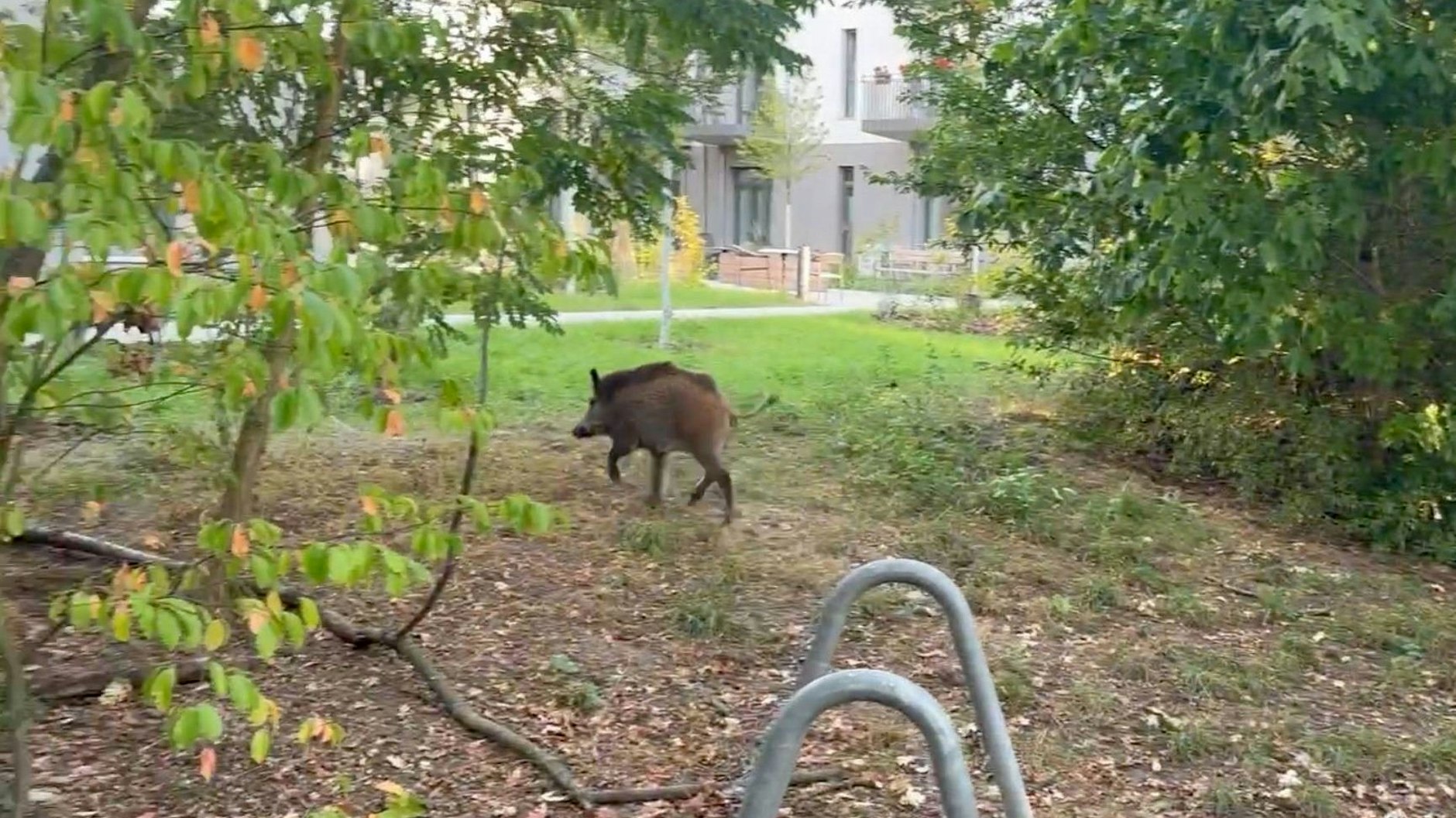 Hier läuft ein Wildschwein in Kleinmachnow durch ein Wohngebiet.
