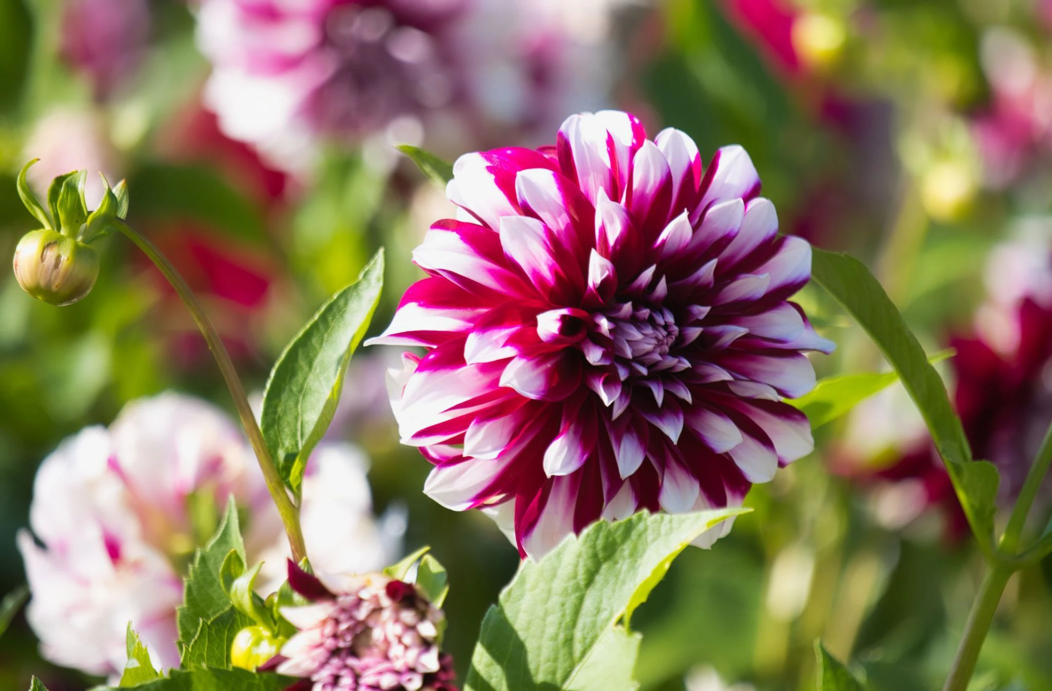 HANDOUT - Die Dahlie «Attila» ist zur 72. «Dahlienkönigin» gewählt worden. Sie wächst auf der Blumeninsel Mainau im Landkreis Konstanz.  