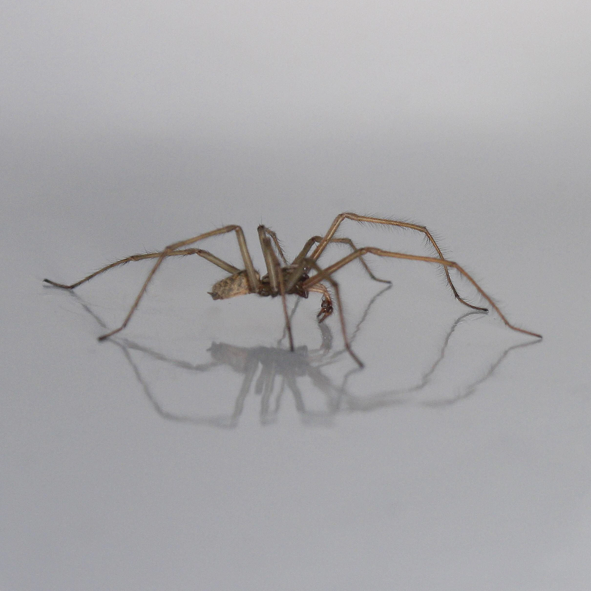 Die Große Hauswinkelspinne findet sich in fast jedem Haushalt.