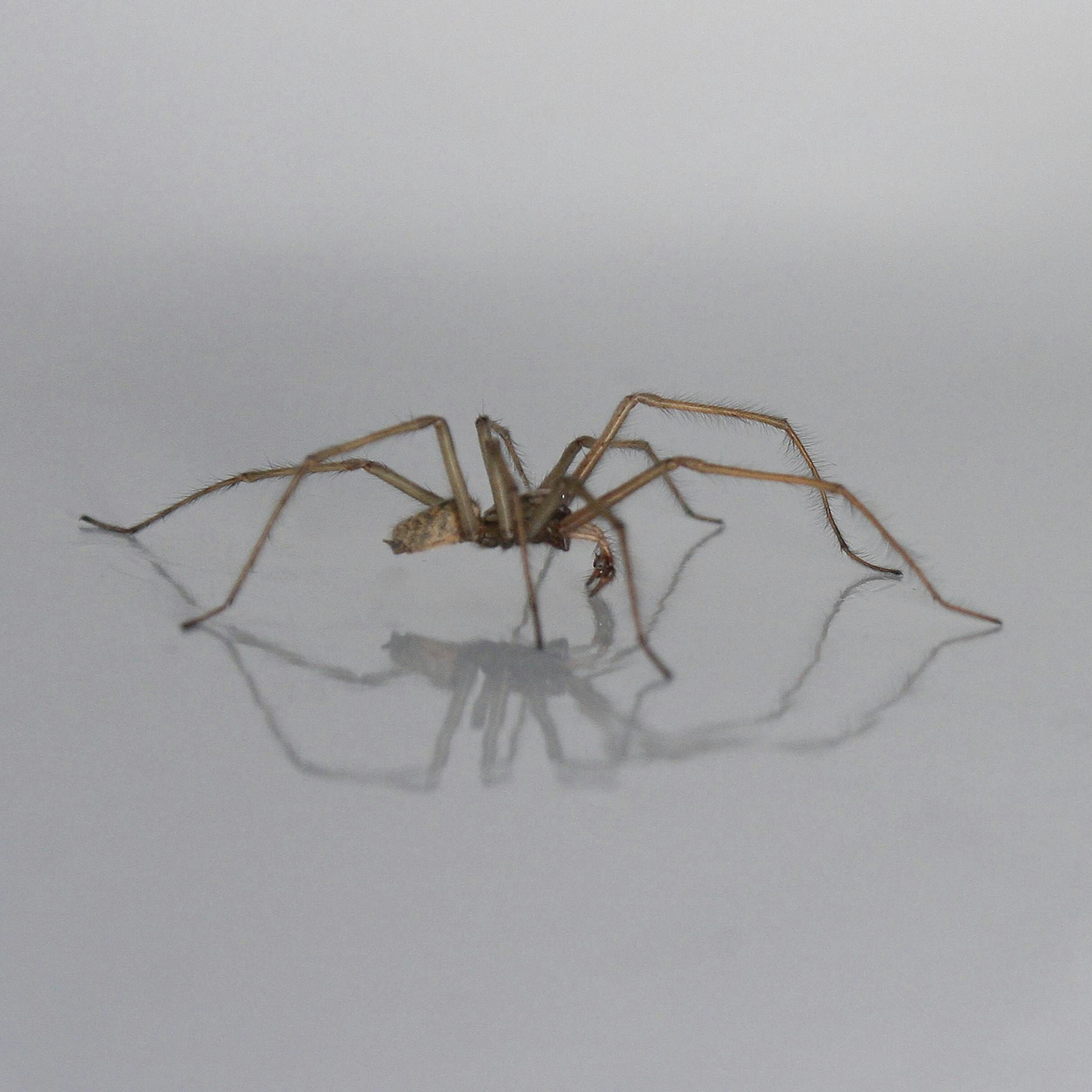 Die Große Hauswinkelspinne findet sich in fast jedem Haushalt.
