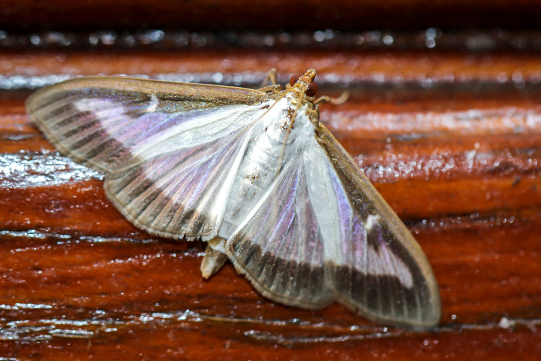 Hübsch anzusehen ist dieser aus Asien stammende Kleinschmetterling - doch seine Raupen sind überaus gefräßig und können innerhalb eines Sommers einer ganzen Buchsbaumhecke den Garaus machen. 