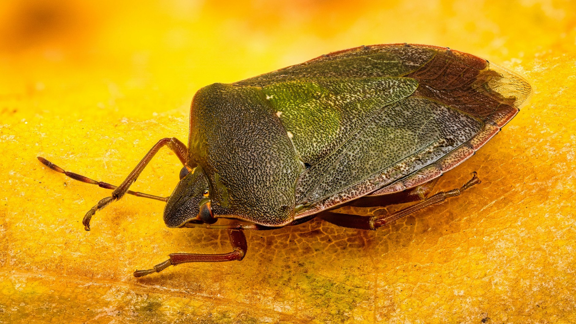 Stinkwanzen sind in diesen Wochen in vielen Wohnungen zu beobachten. Die Insekten suchen für die kalte Jahreszeit warme Plätzchen.&nbsp;