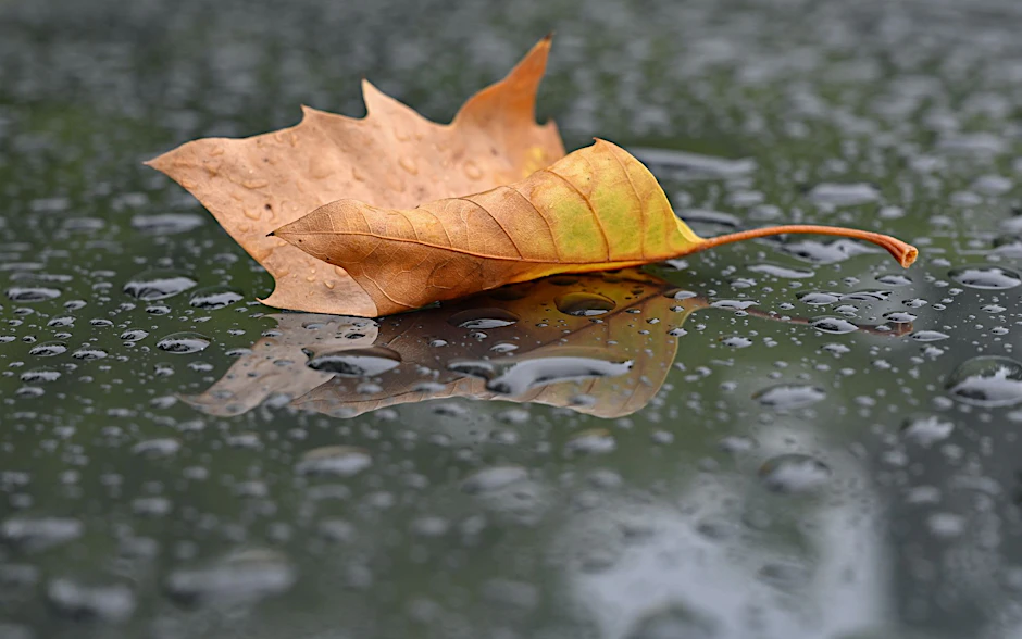 Ein herbstlich gefärbtes Blatt liegt bei Regen auf einem Autodach.  